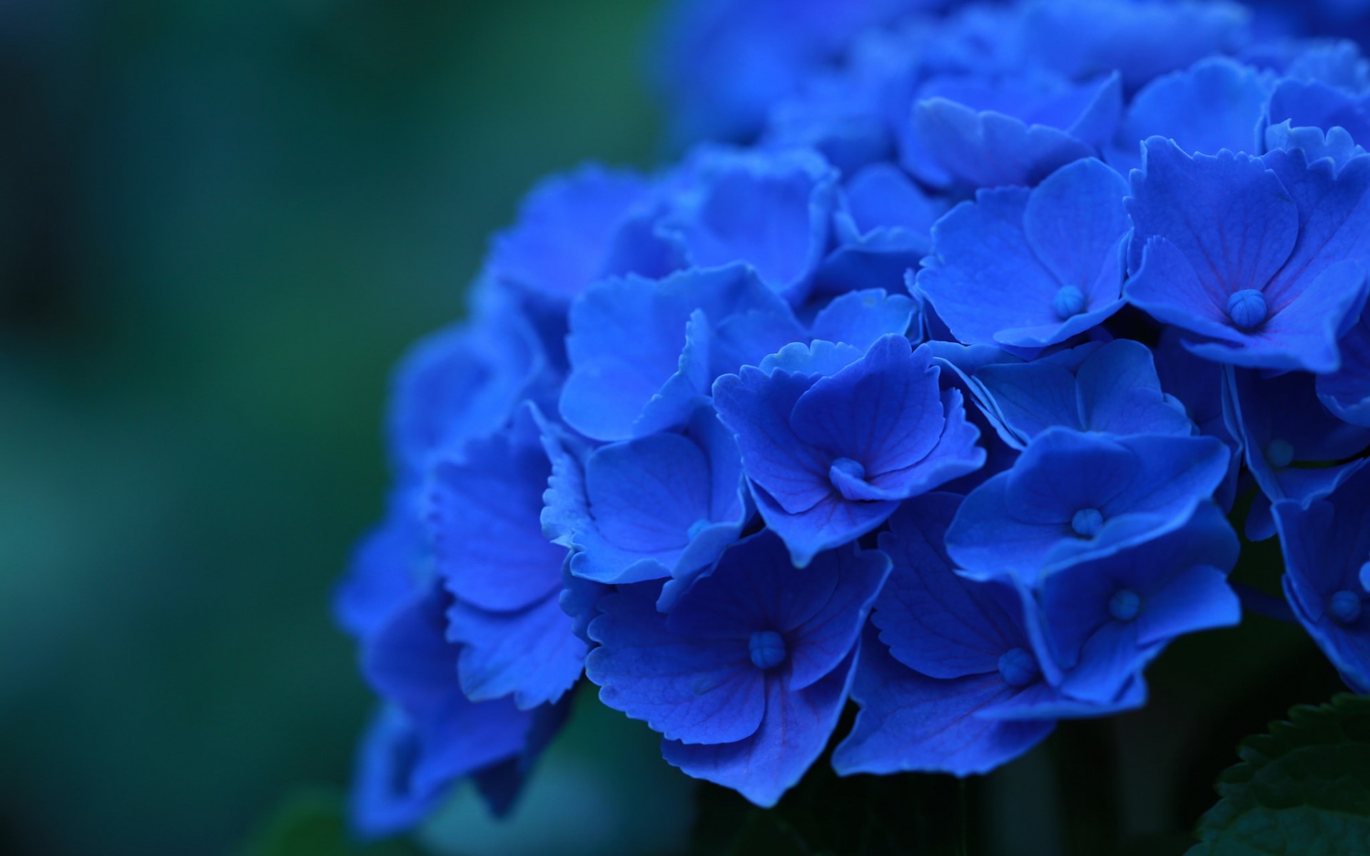 Hydrangea HD Wallpaper Background Image 1920x1200 ID535208