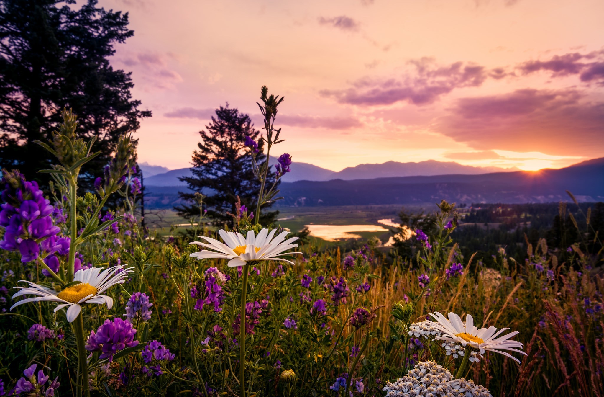 Download Flower Sunset Daisy Nature Meadow HD Wallpaper