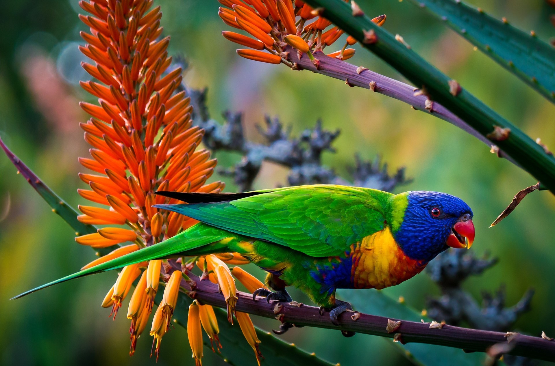 Download Jungle Colors Parrot Animal Rainbow Lorikeet HD Wallpaper