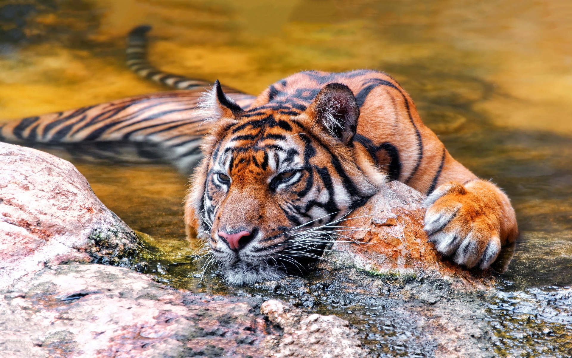 Relaxed Tiger in Water HD Wallpaper
