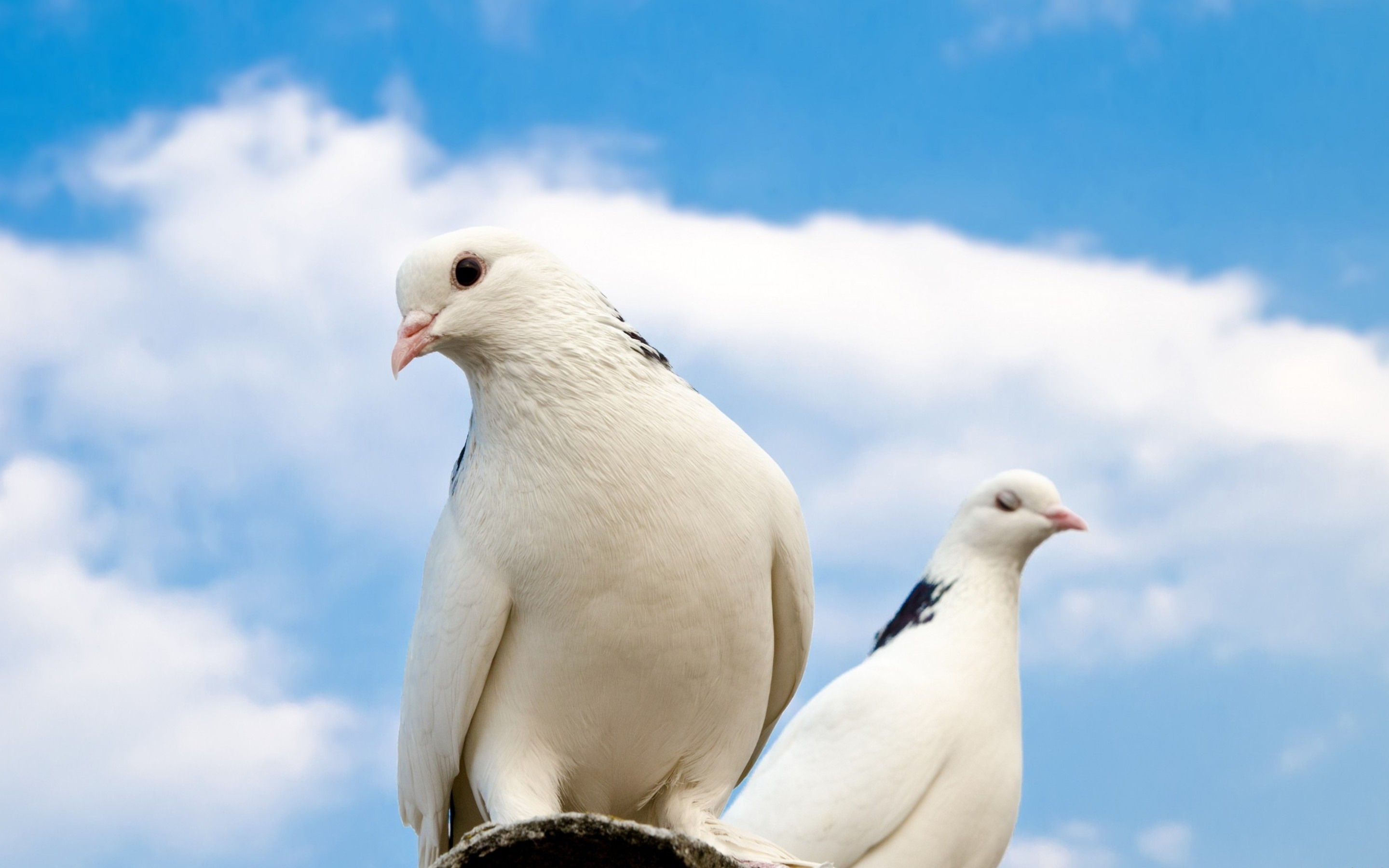 Download Couple White Dove Animal Dove HD Wallpaper