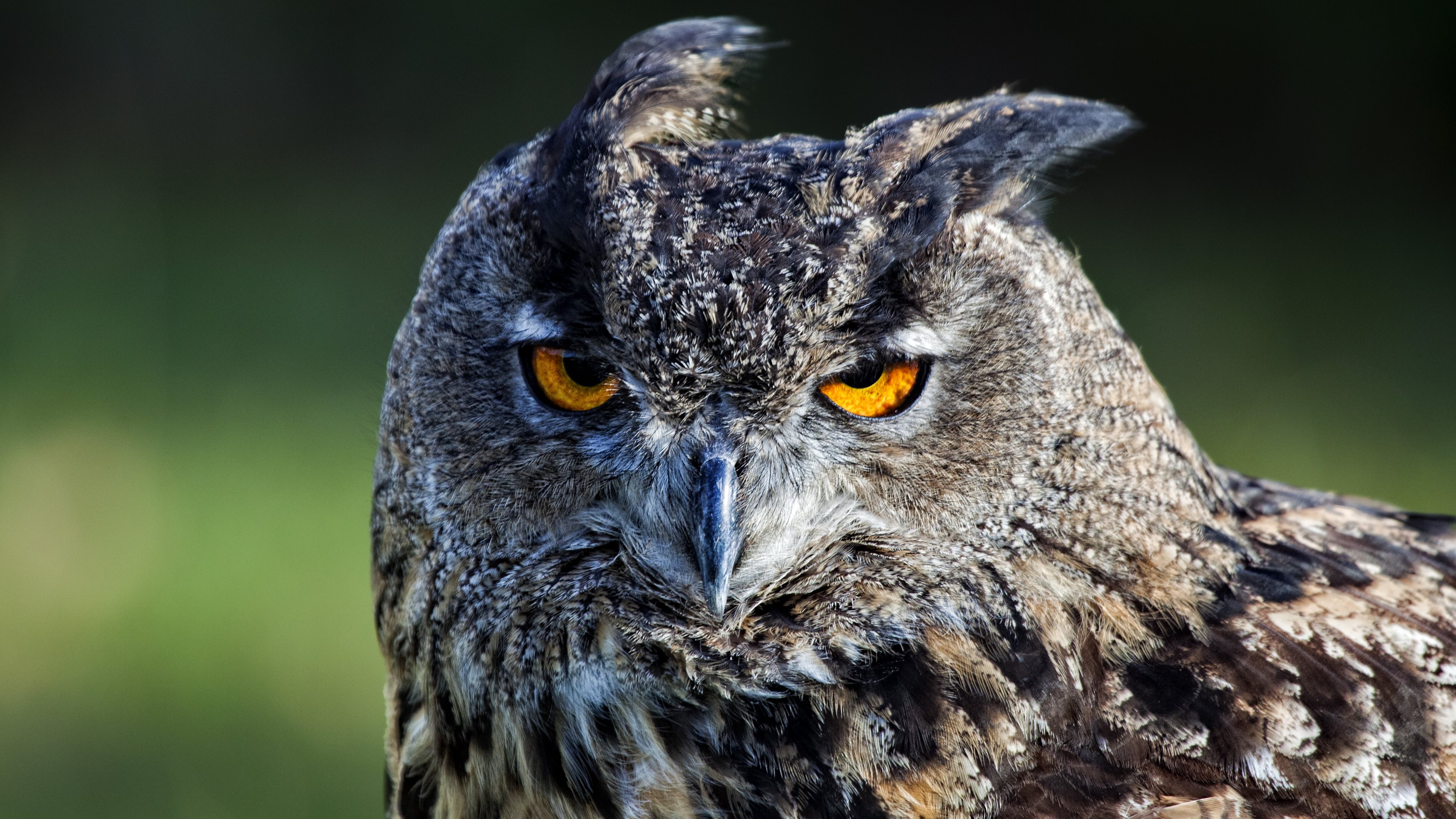 Majestic Owl Gaze 4K Ultra HD Wallpaper