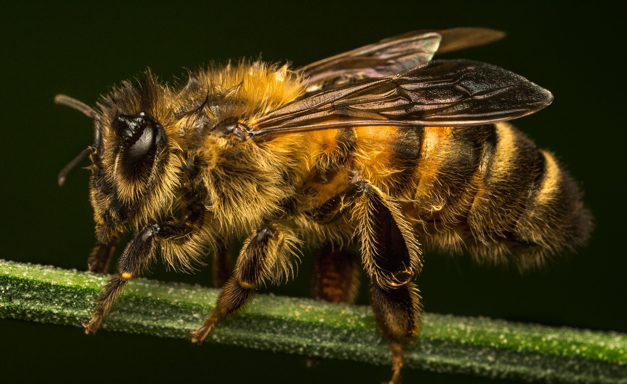 Download Macro Animal Bee HD Wallpaper
