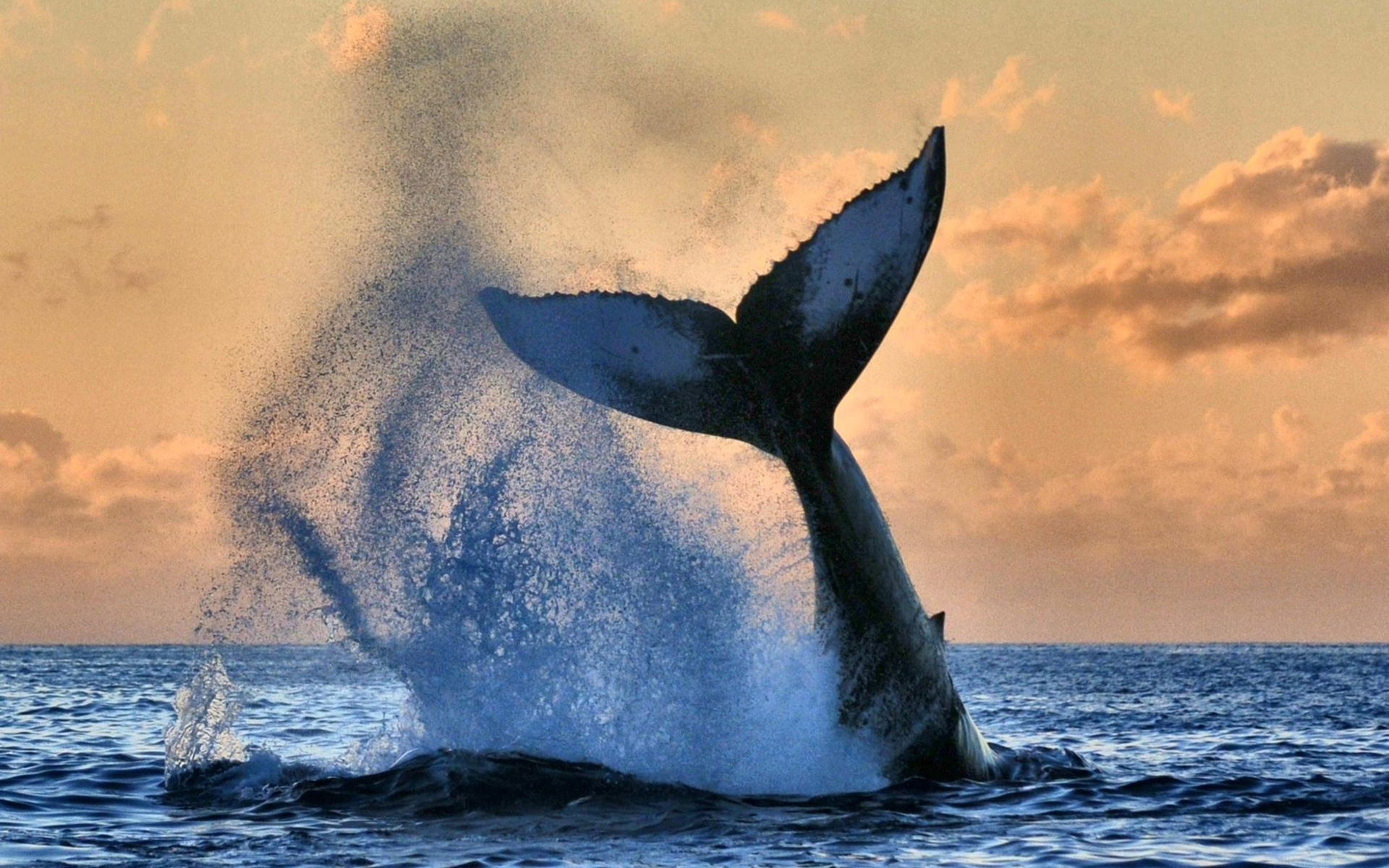Whale HD Wallpaper Background Image 1920x1200 ID552743
