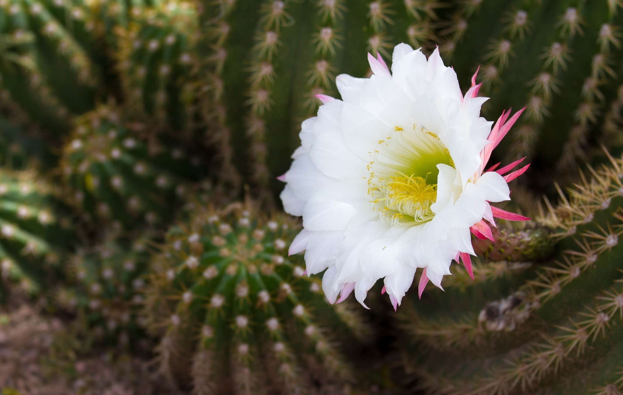 Cactus HD Wallpaper Background Image 2048x1300 ID562153
