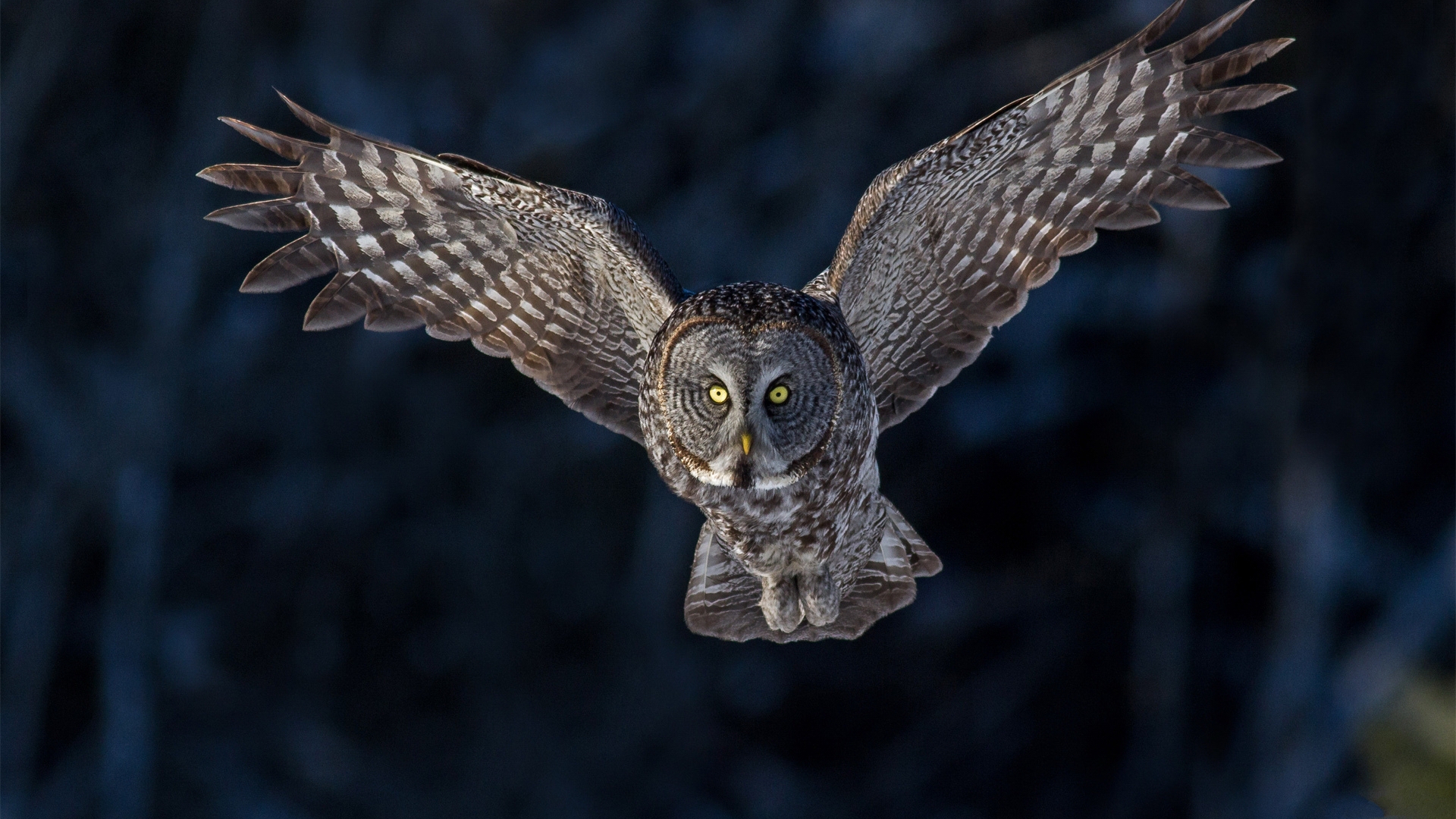 Download Animal Owl HD Wallpaper