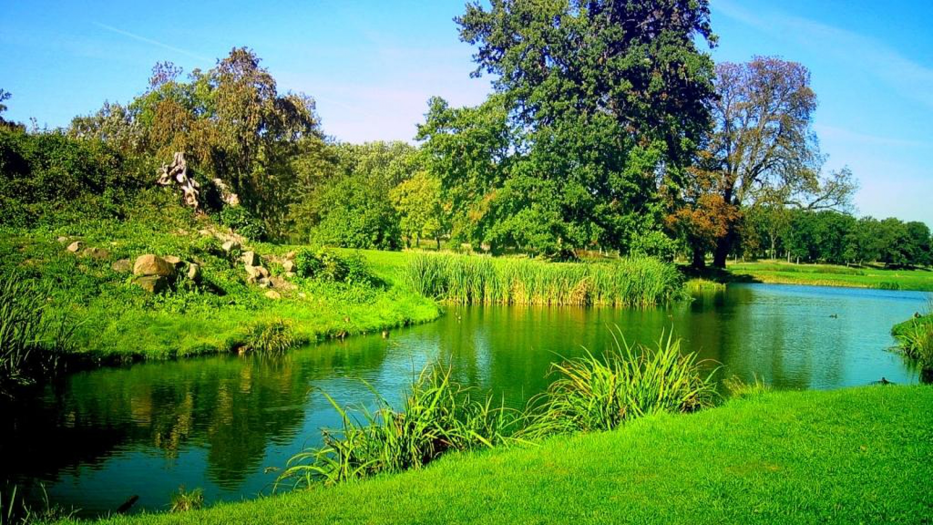 Download Nature Tree Green River HD Wallpaper