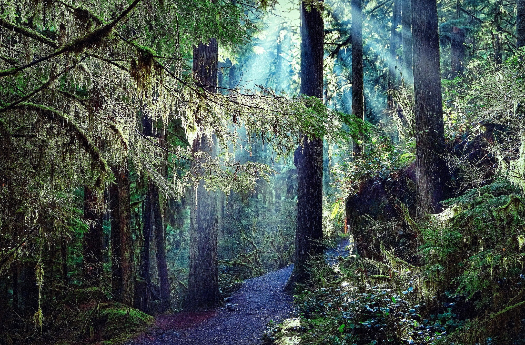 Forest Hd Wallpaper | Background Image | 2048X1346 1346_X_2048_jpg