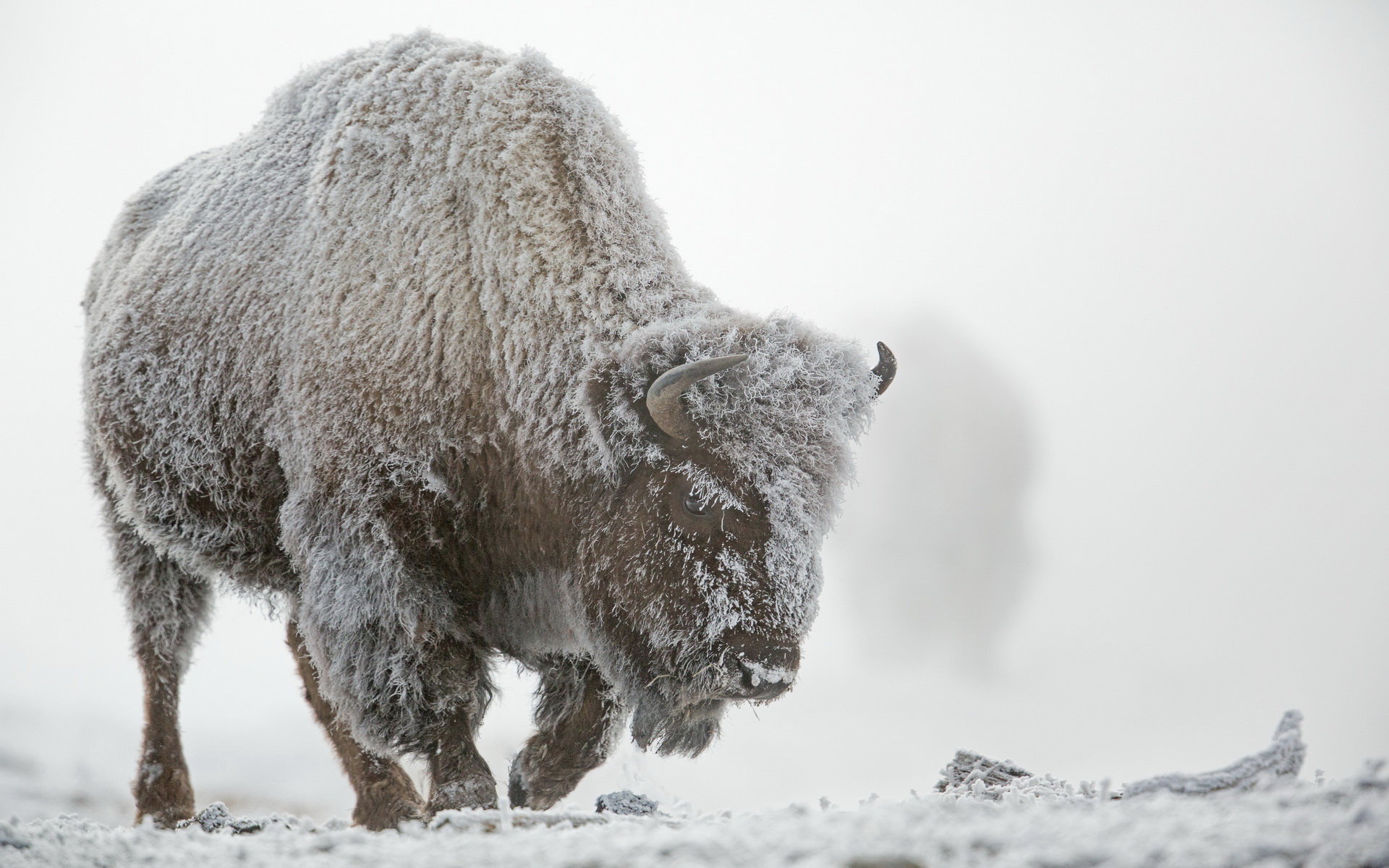 American Bison Full HD Wallpaper and Background Image 1920x1200 ID