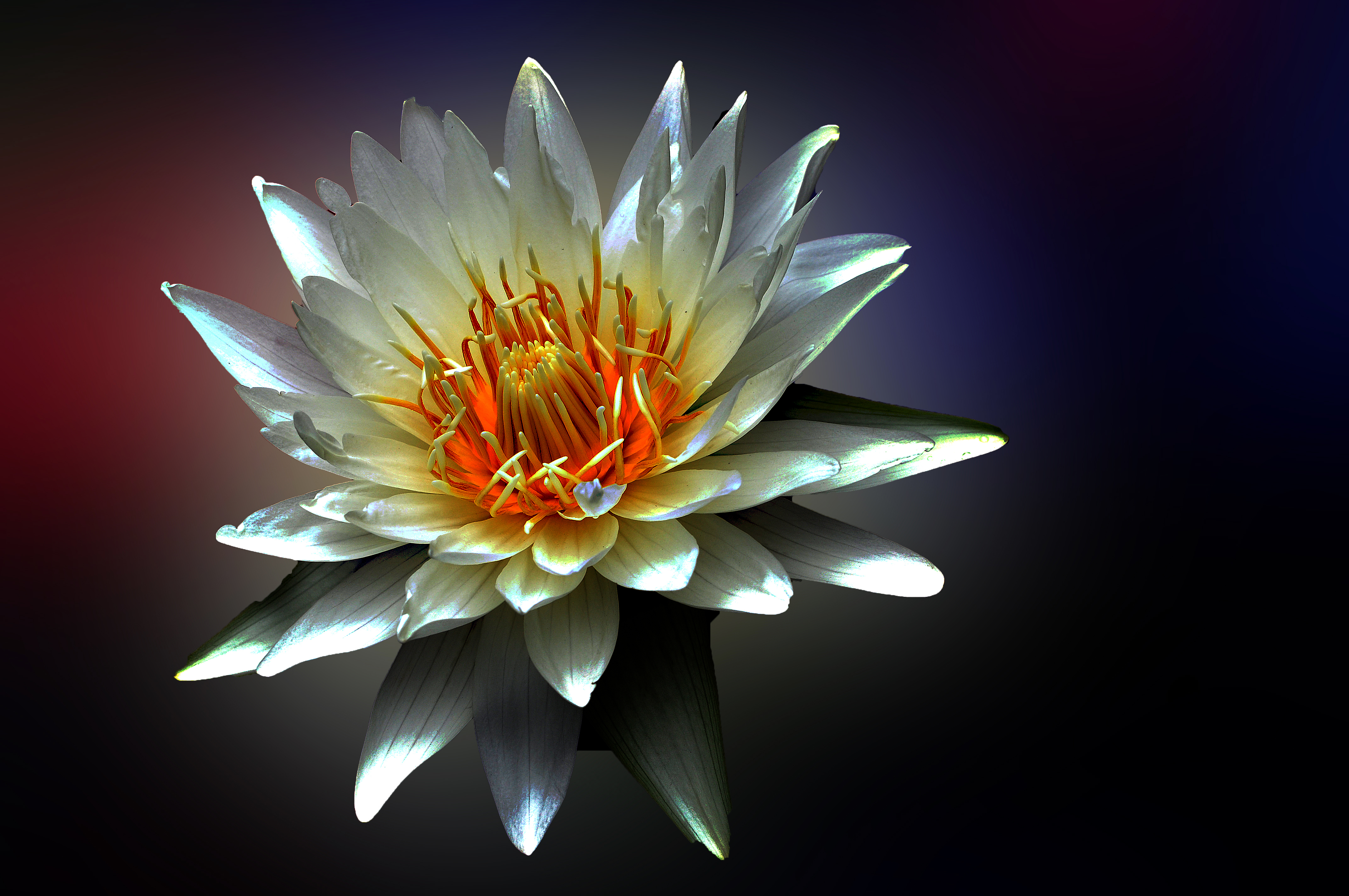 Seerose Wallpapers, Hintergründe 4288x2848 ID575818