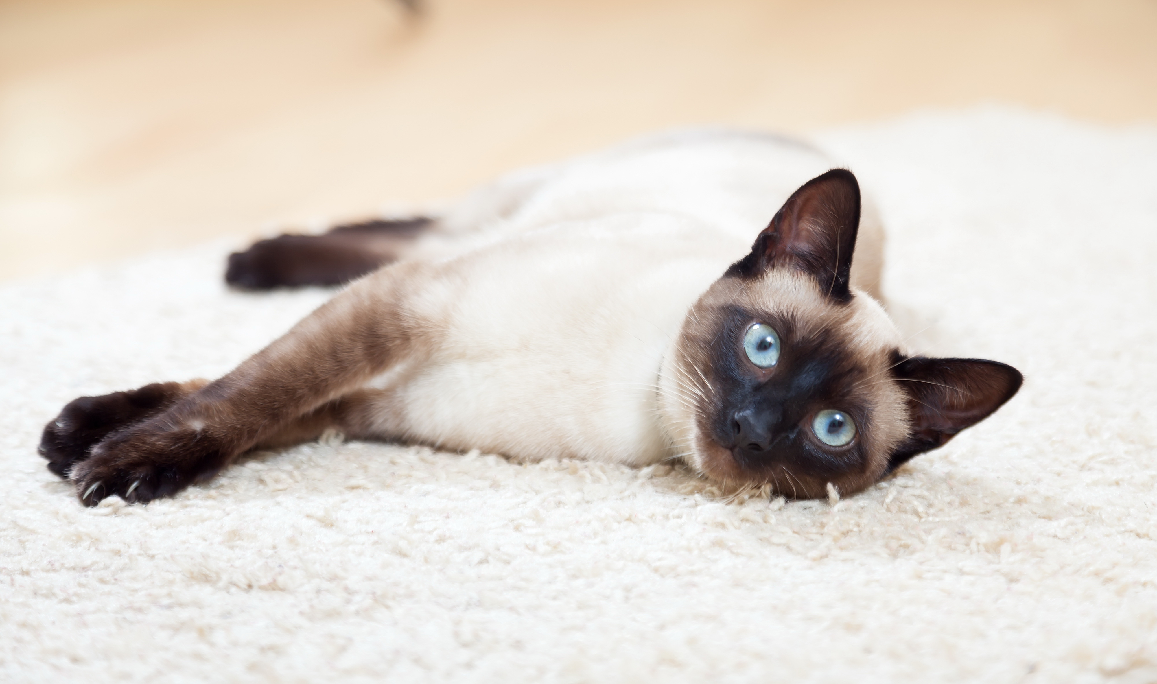 10+ Siamese Cat HD Wallpapers and Backgrounds