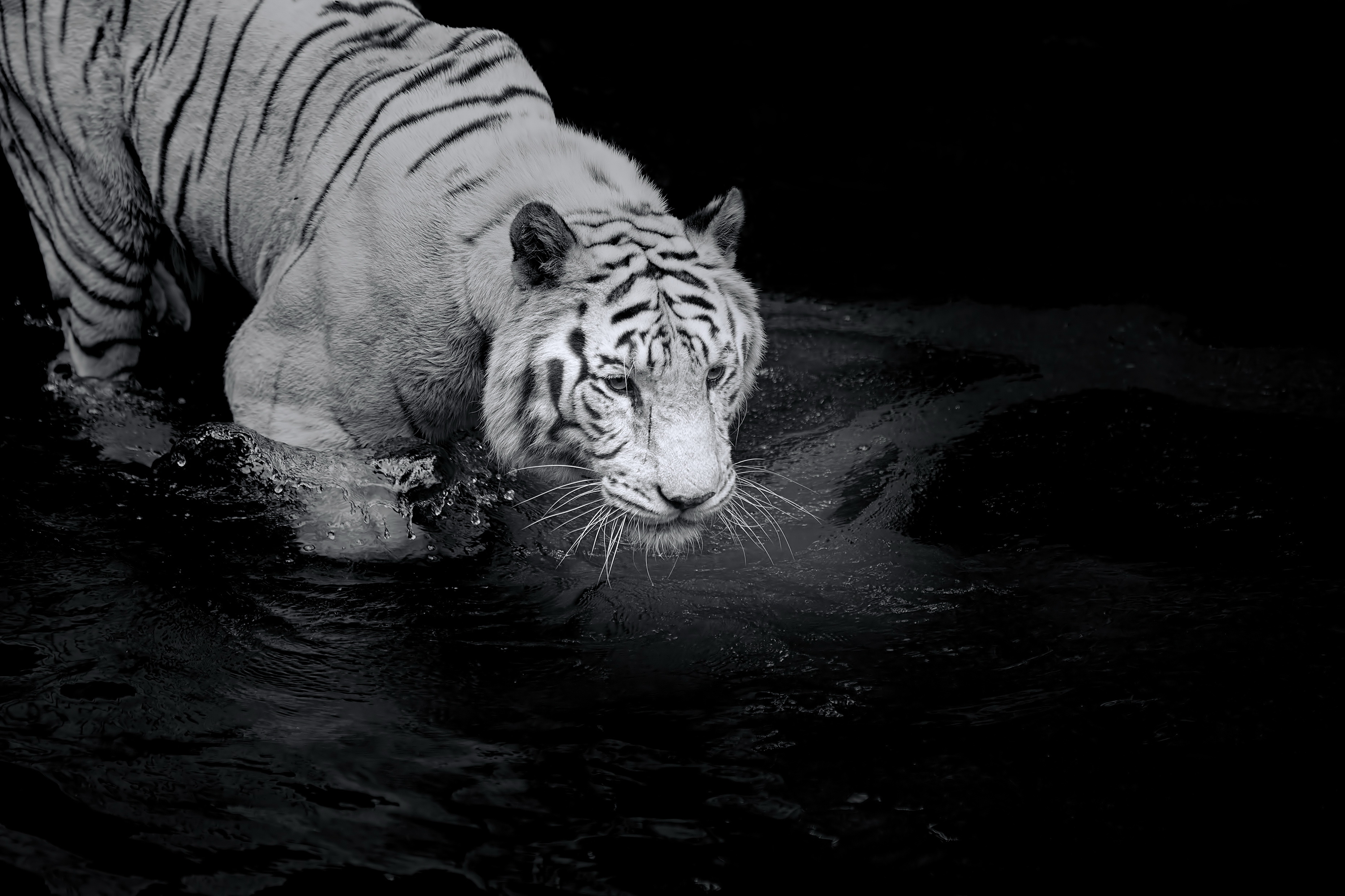 Download Animal White Tiger HD Wallpaper