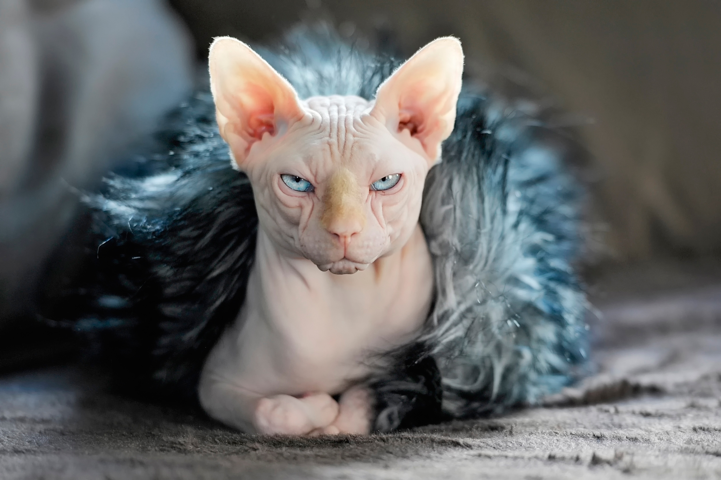 Sphynx Cat HD Wallpaper Background Image 2500x1664