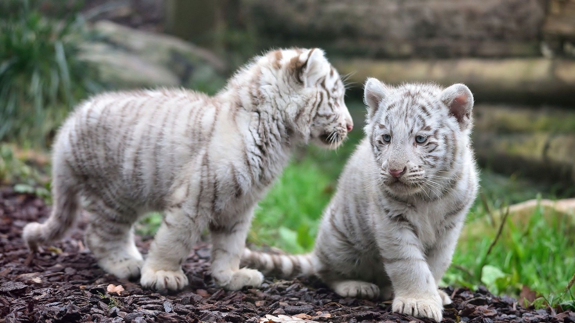 Stunning HD Wallpaper of Playful White Tiger Cubs