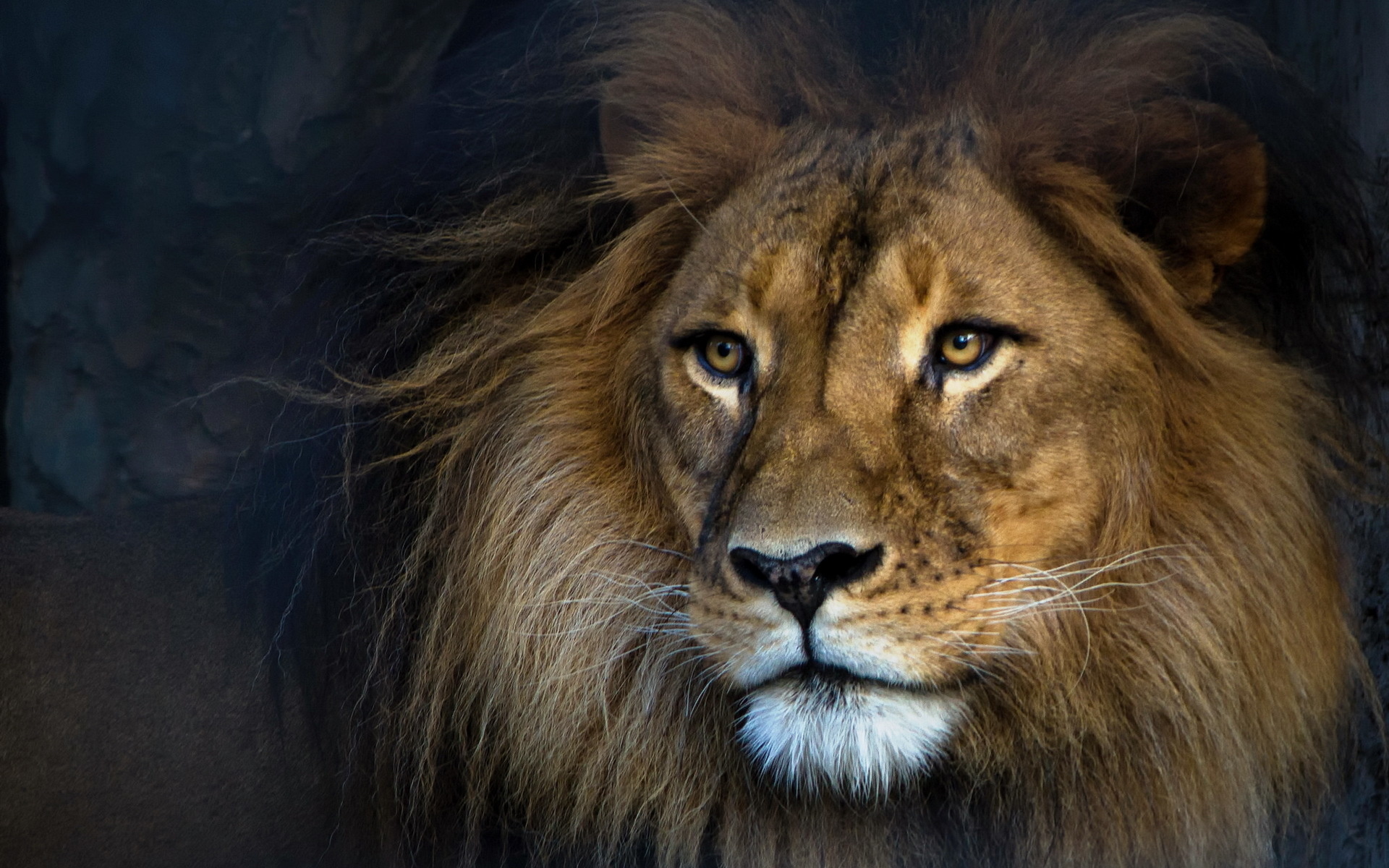Download Animal Lion HD Wallpaper