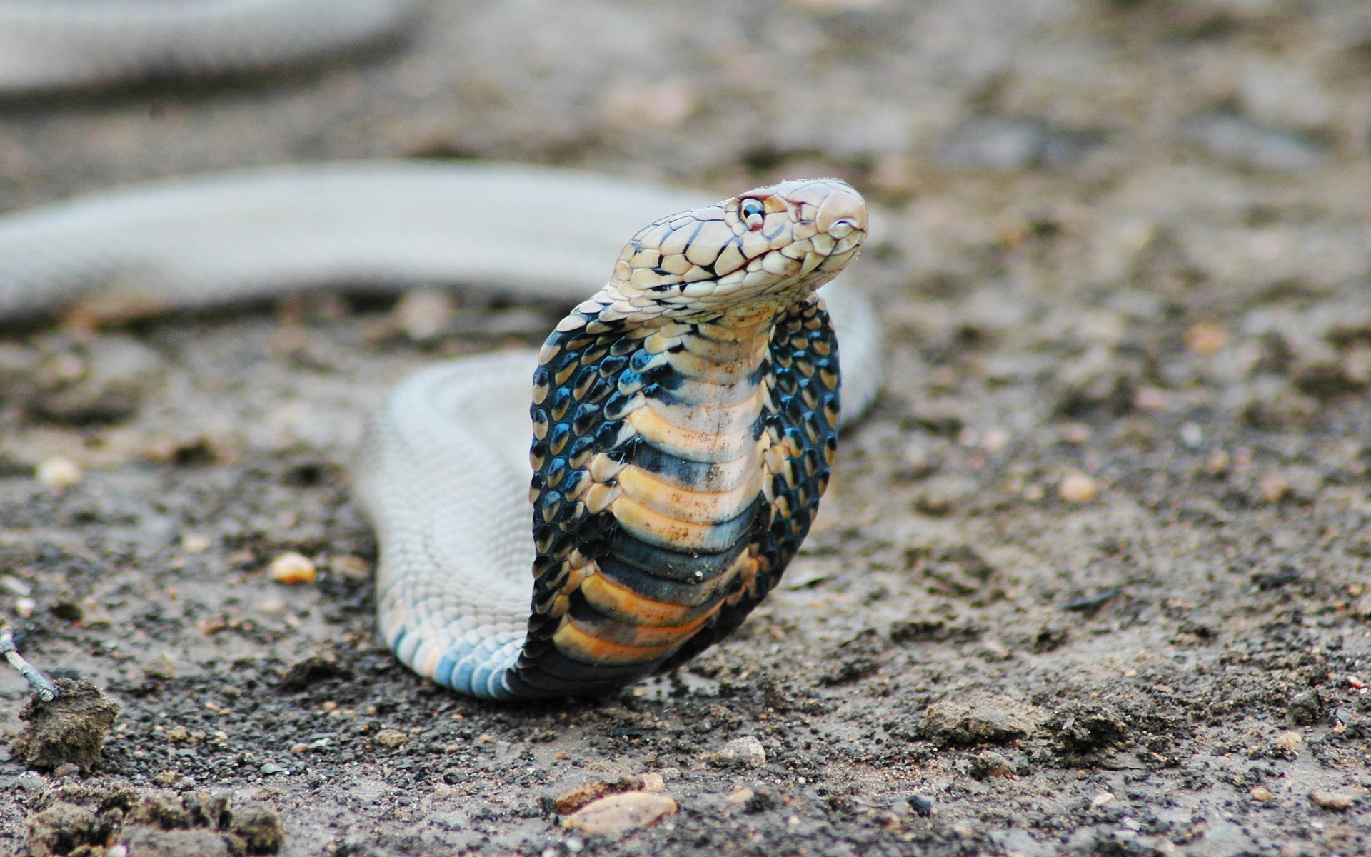 Download Animal King Cobra HD Wallpaper
