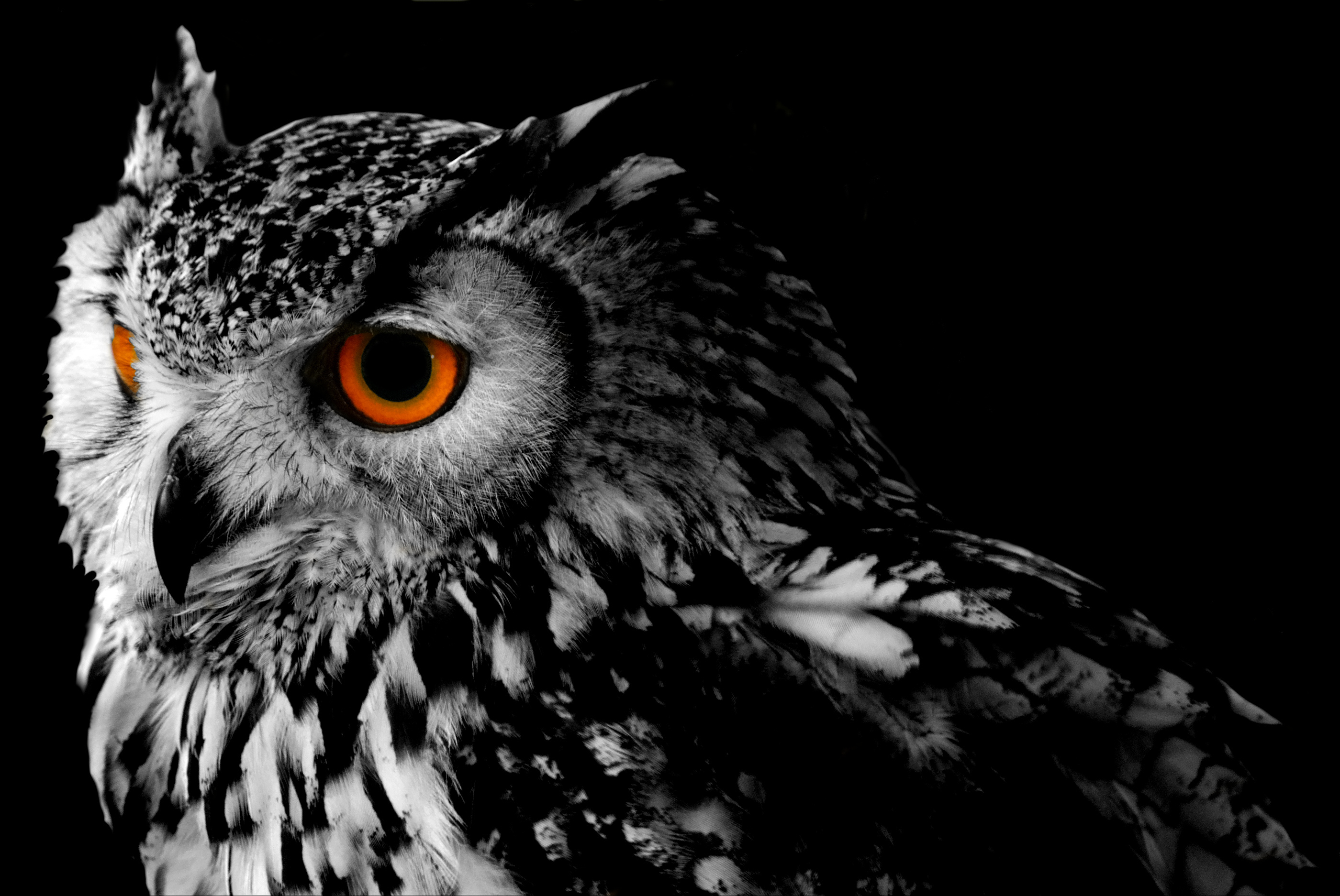 Download Animal Owl HD Wallpaper
