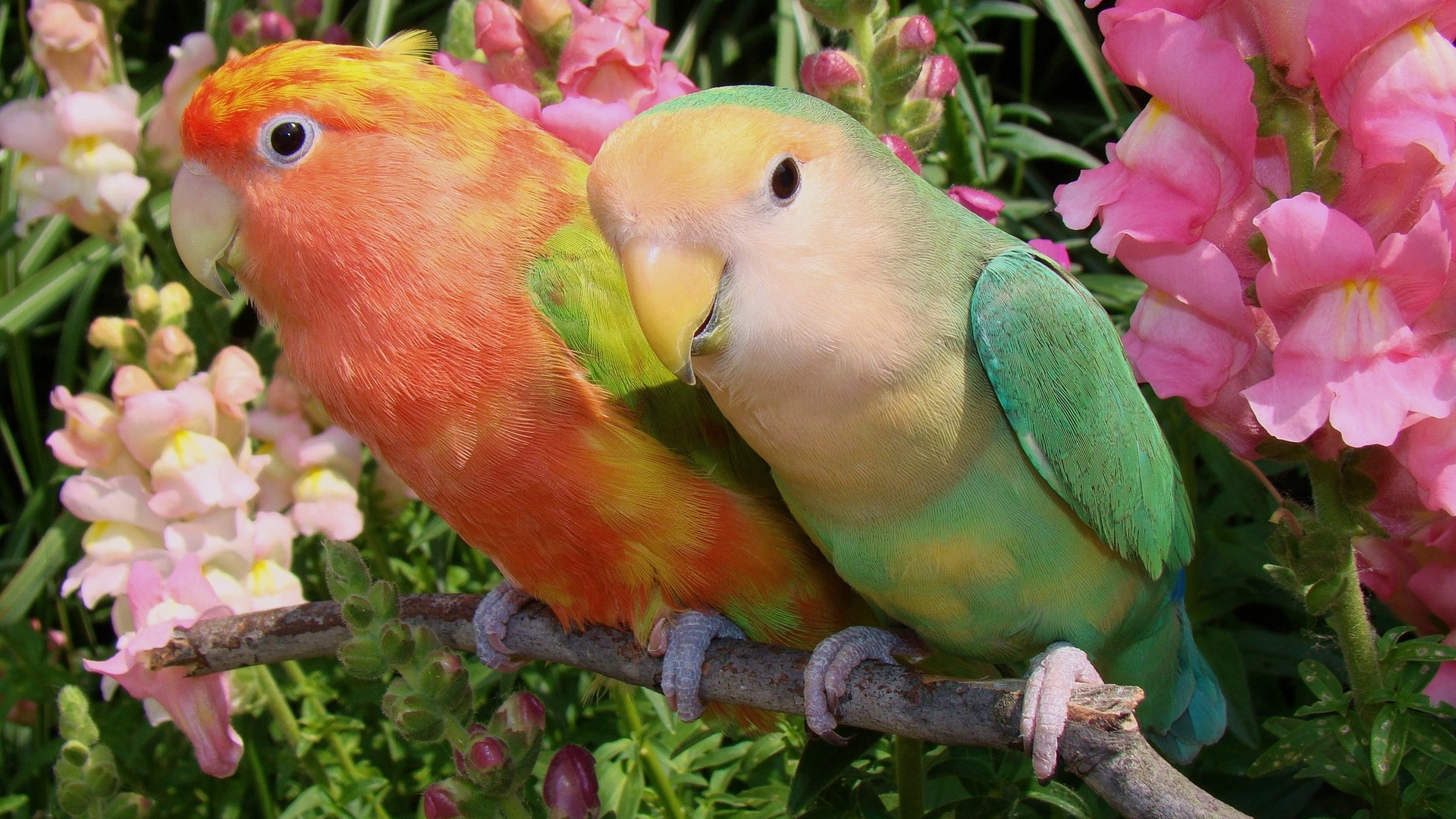 Hd Love Birds Wallpapers 1080p