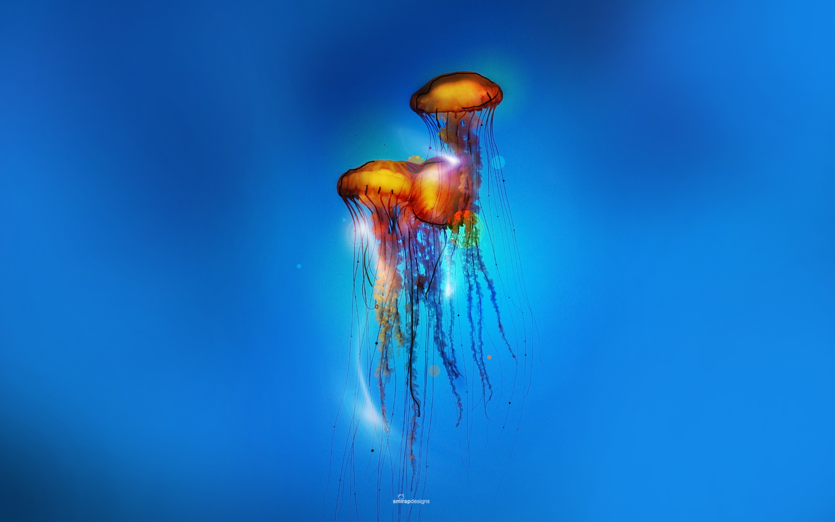 Vibrant Jellyfish HD Wallpaper A Stunning Underwater Scene