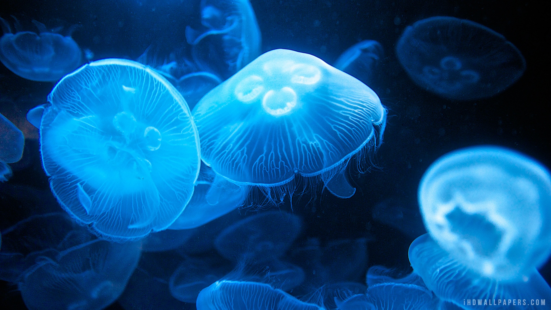 Jellyfish HD Wallpaper
