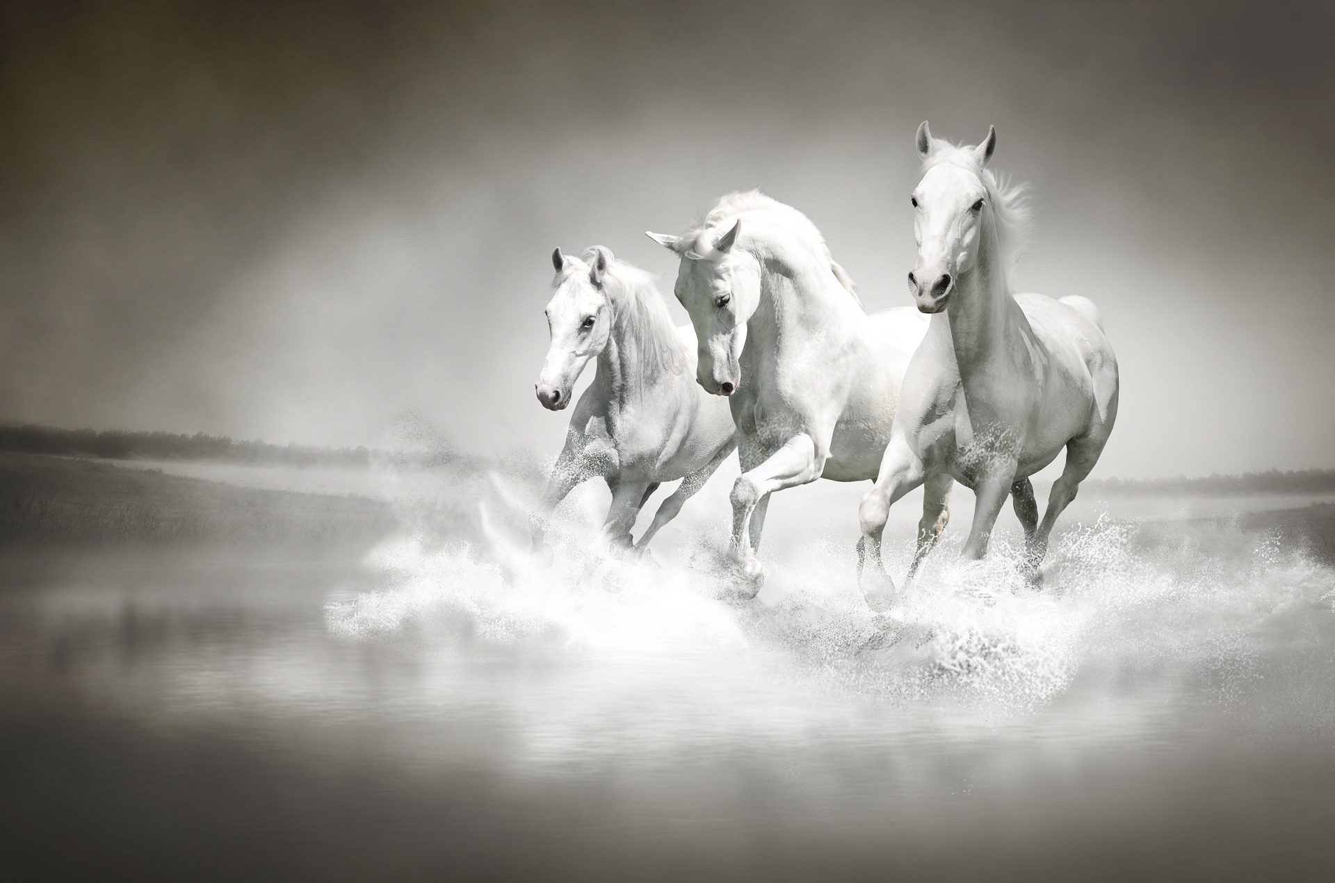 Download White Water Animal Horse HD Wallpaper