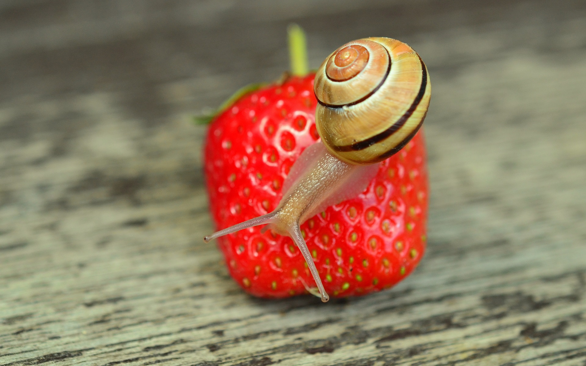 Download Shell Strawberry Animal Snail HD Wallpaper