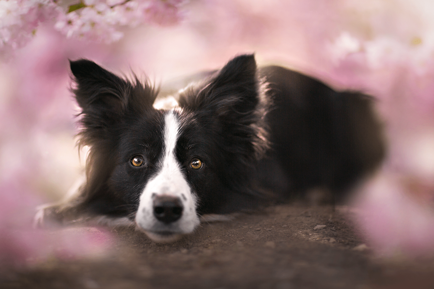 Border Collie Wallpaper and Background Image 1500x1000 ID676157