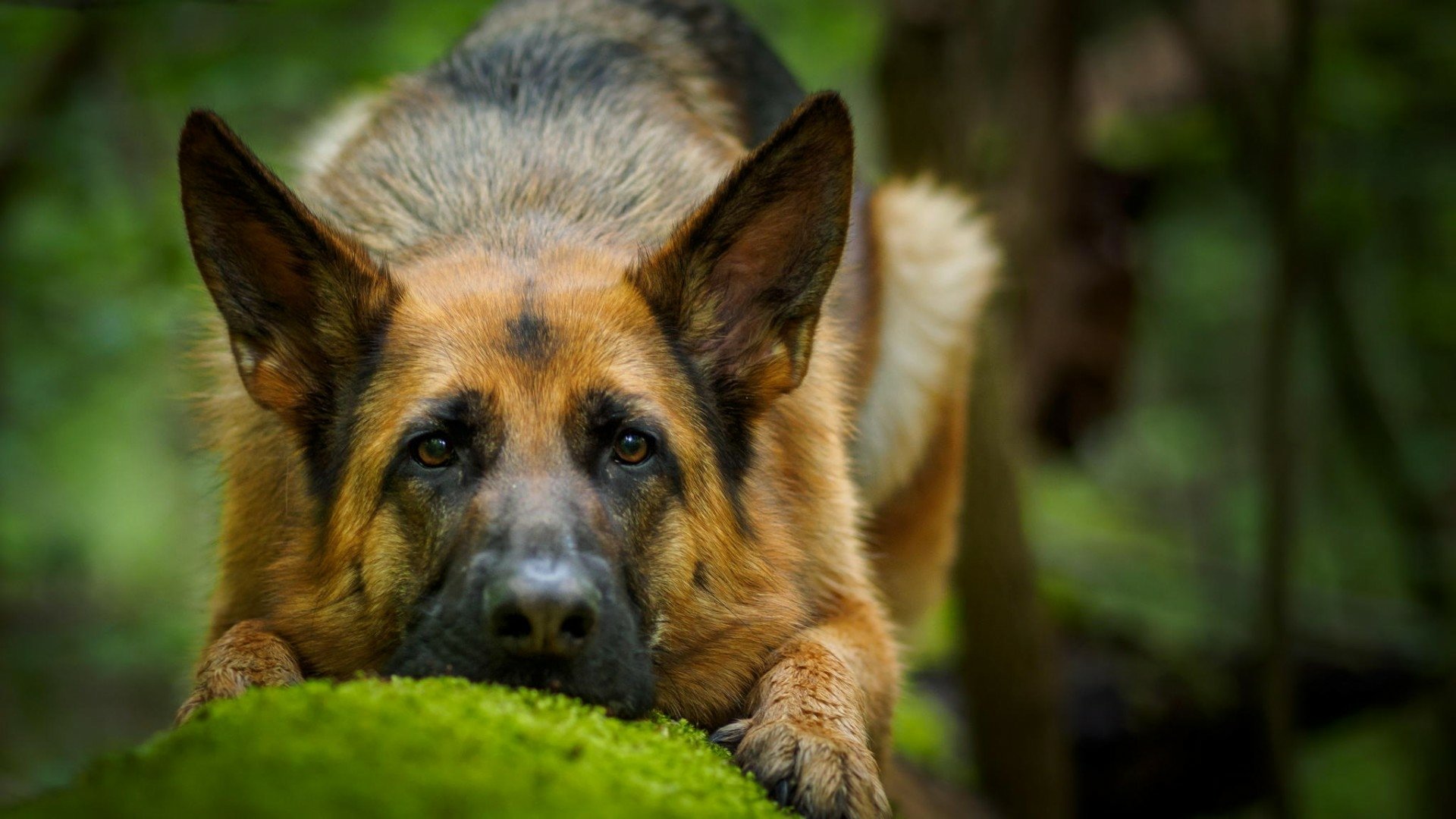 German Shepherd HD Wallpaper Background Image 1920x1080 ID679747