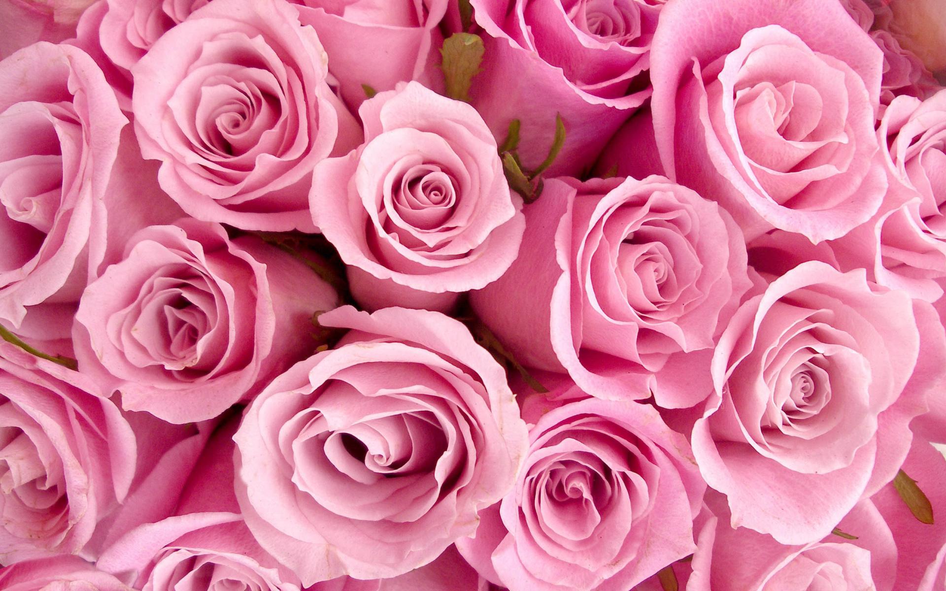 bouquet of pink roses for valentine's day HD Duvar kağıdı Arka plan