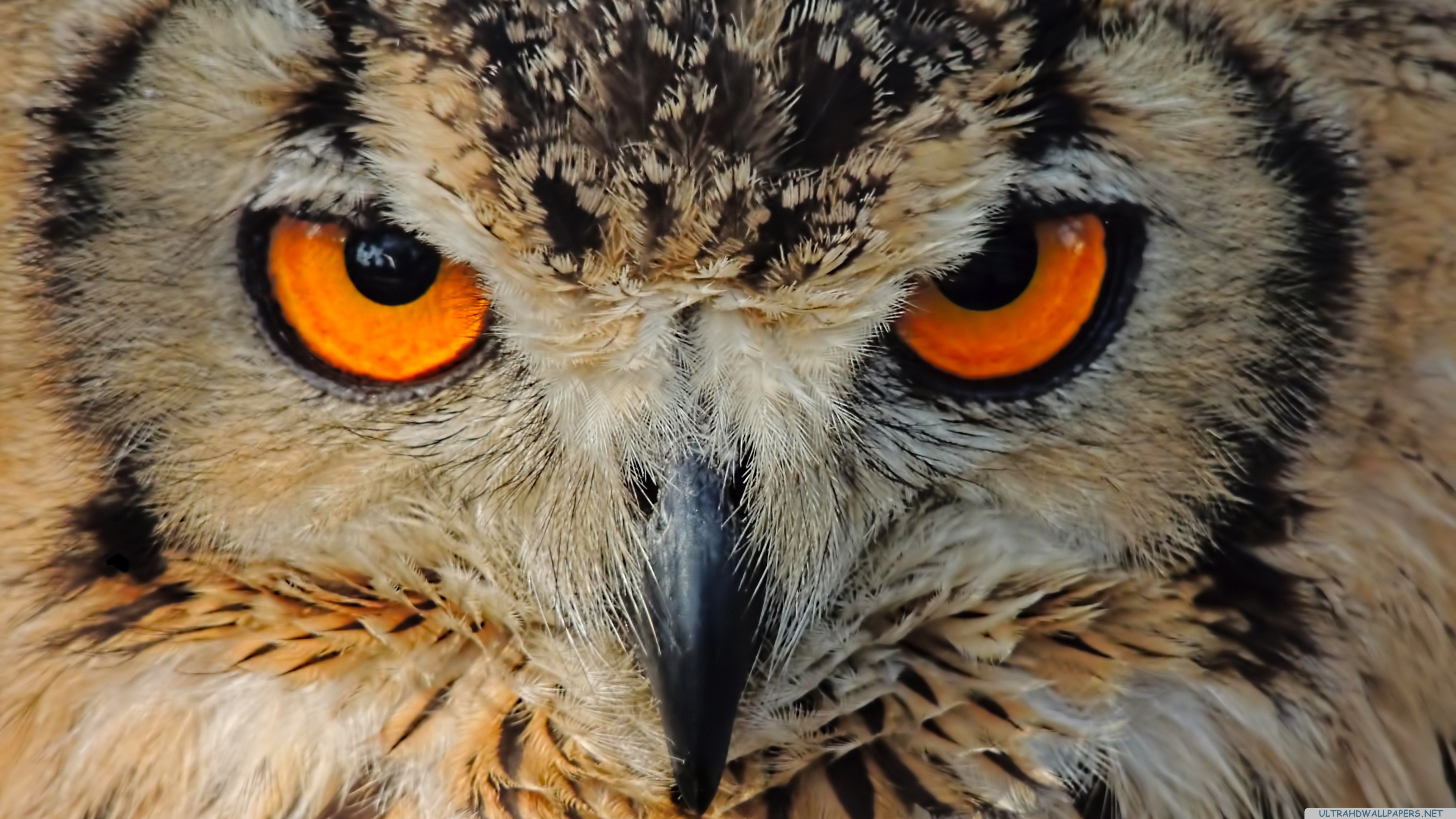 Owl Glowing Eyes Hd Animals 4k Wallpapers Images Backgrounds Images