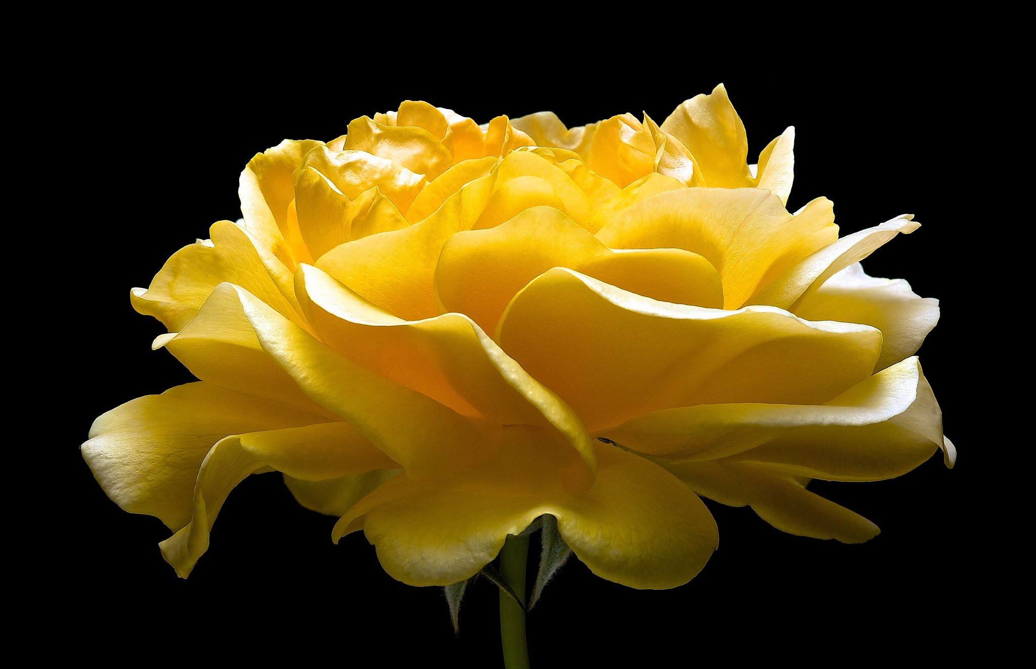 Yellow Rose