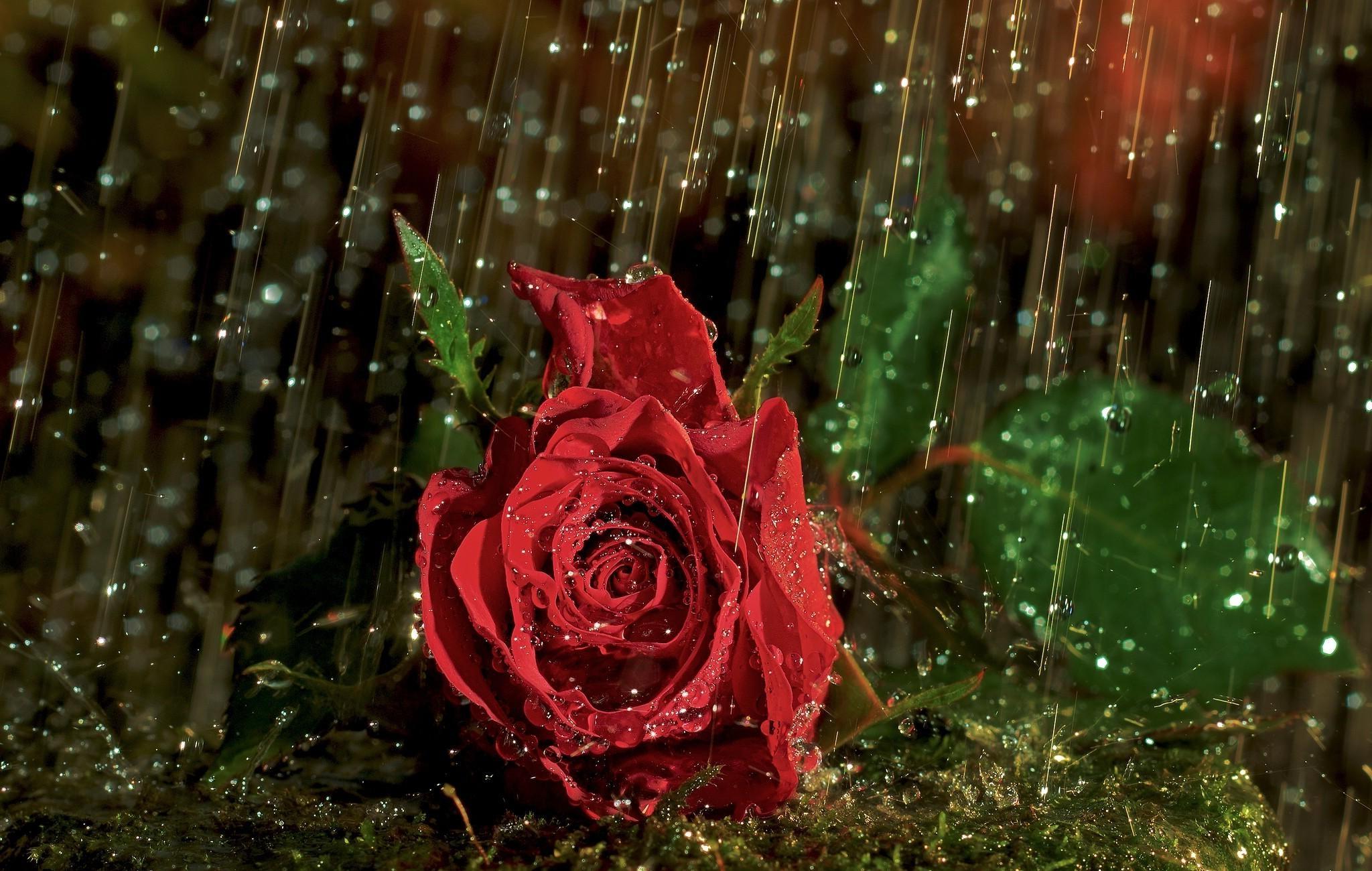 Download Red Flower Nature Rain Closeup Rose HD Wallpaper