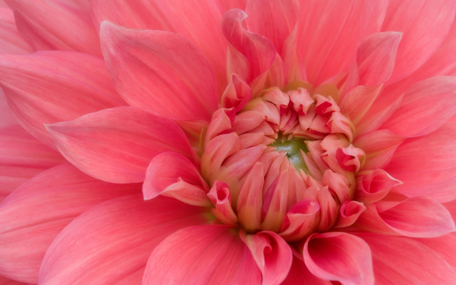Pink Dahlia HD Wallpaper Background Image 1920x1200