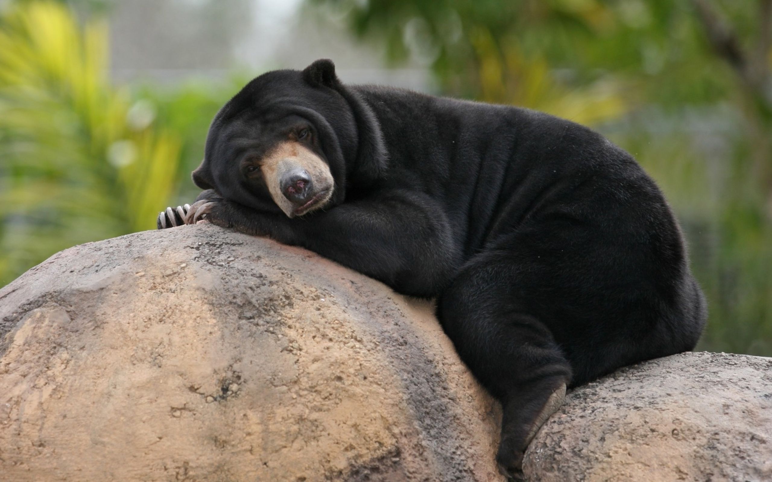 Download Closeup Resting Bear Animal Sun Bear HD Wallpaper