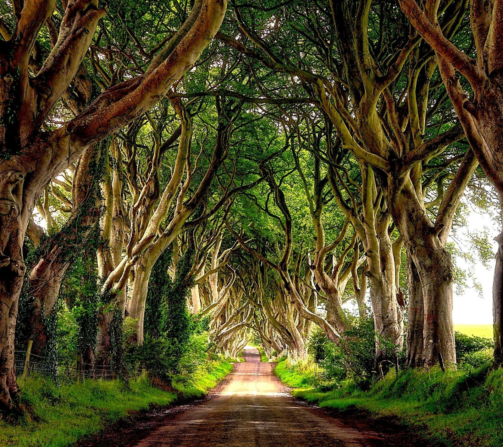 Download Greenery Twisted Tree Ireland Tree Man Made Road Wallpaper