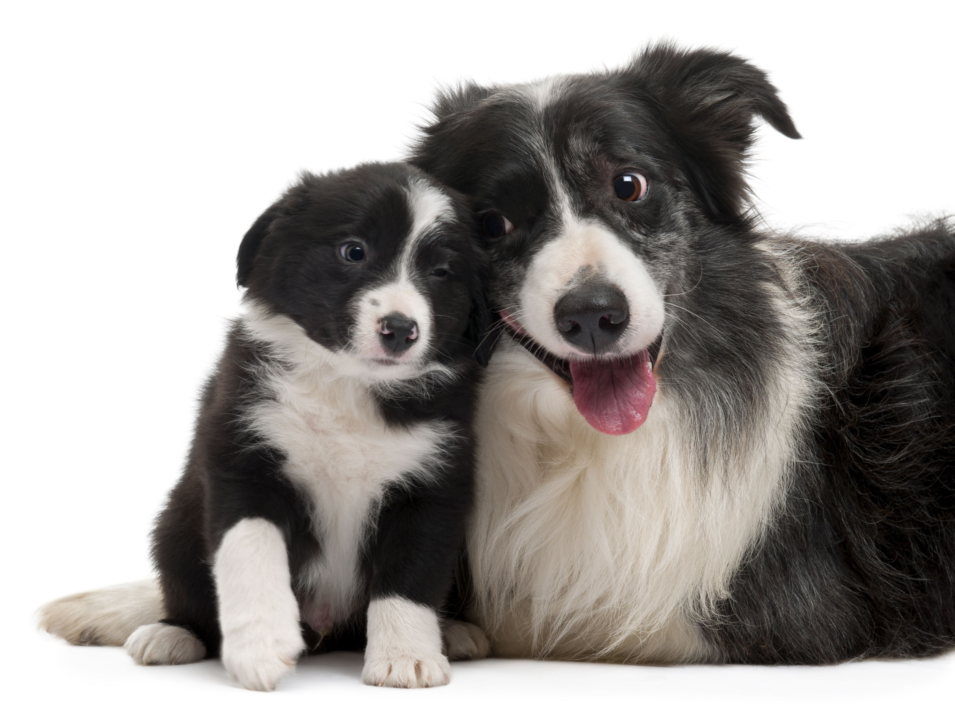 Download Puppy Dog Animal Border Collie 4k Ultra HD Wallpaper