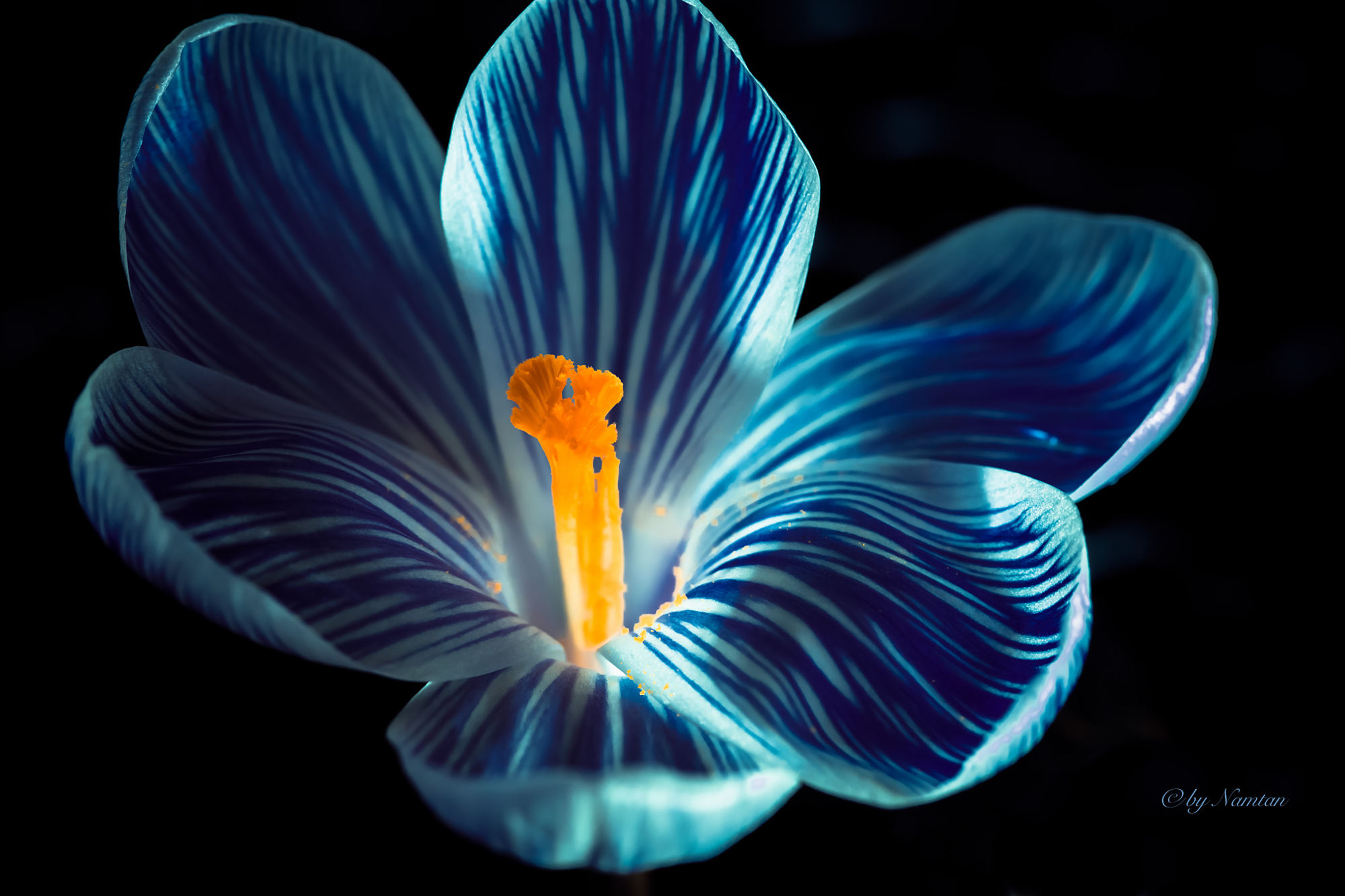 Download Nature Blue Flower Macro Flower HD Wallpaper by Namtan