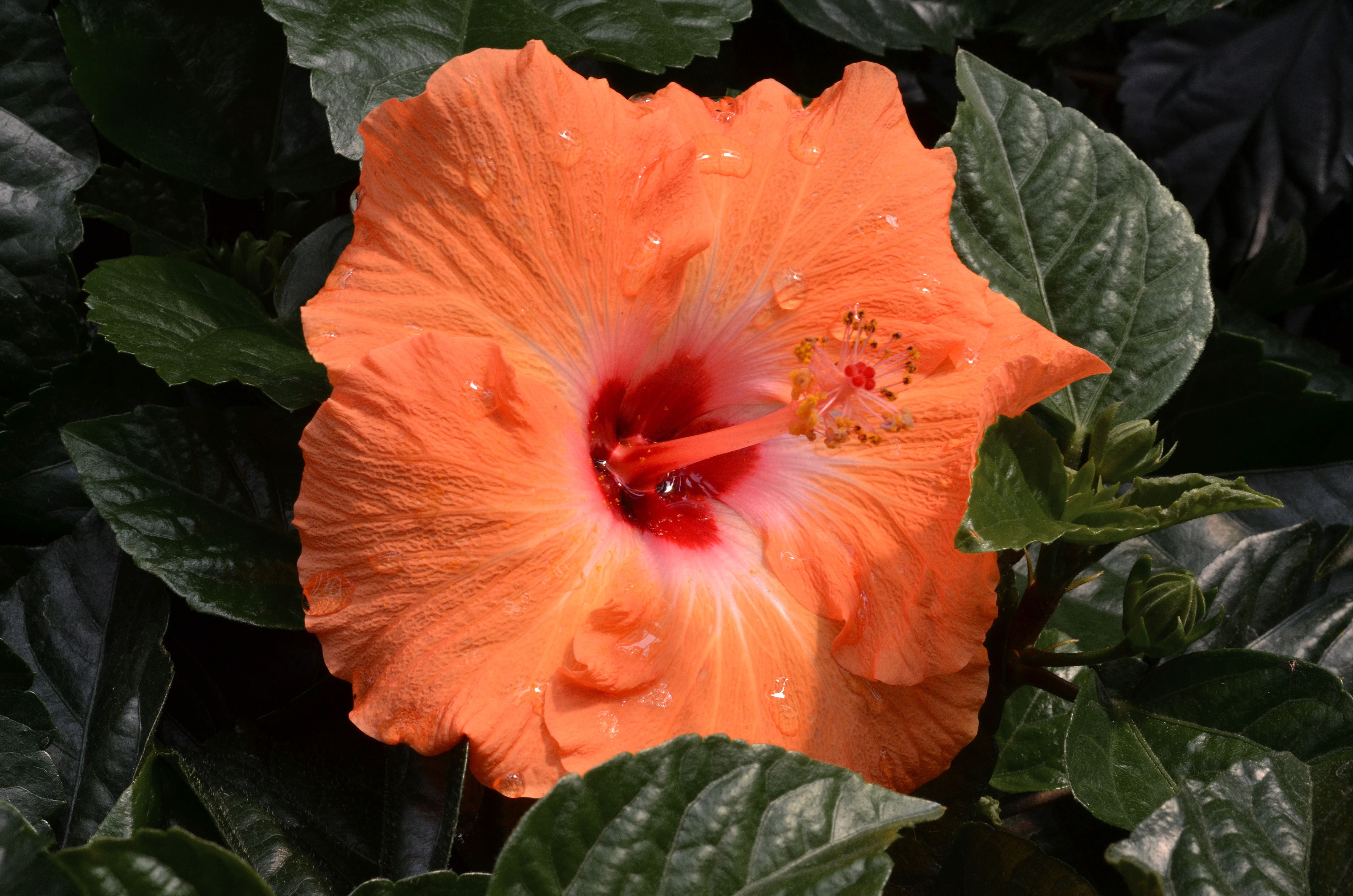 Peach Hibiscus