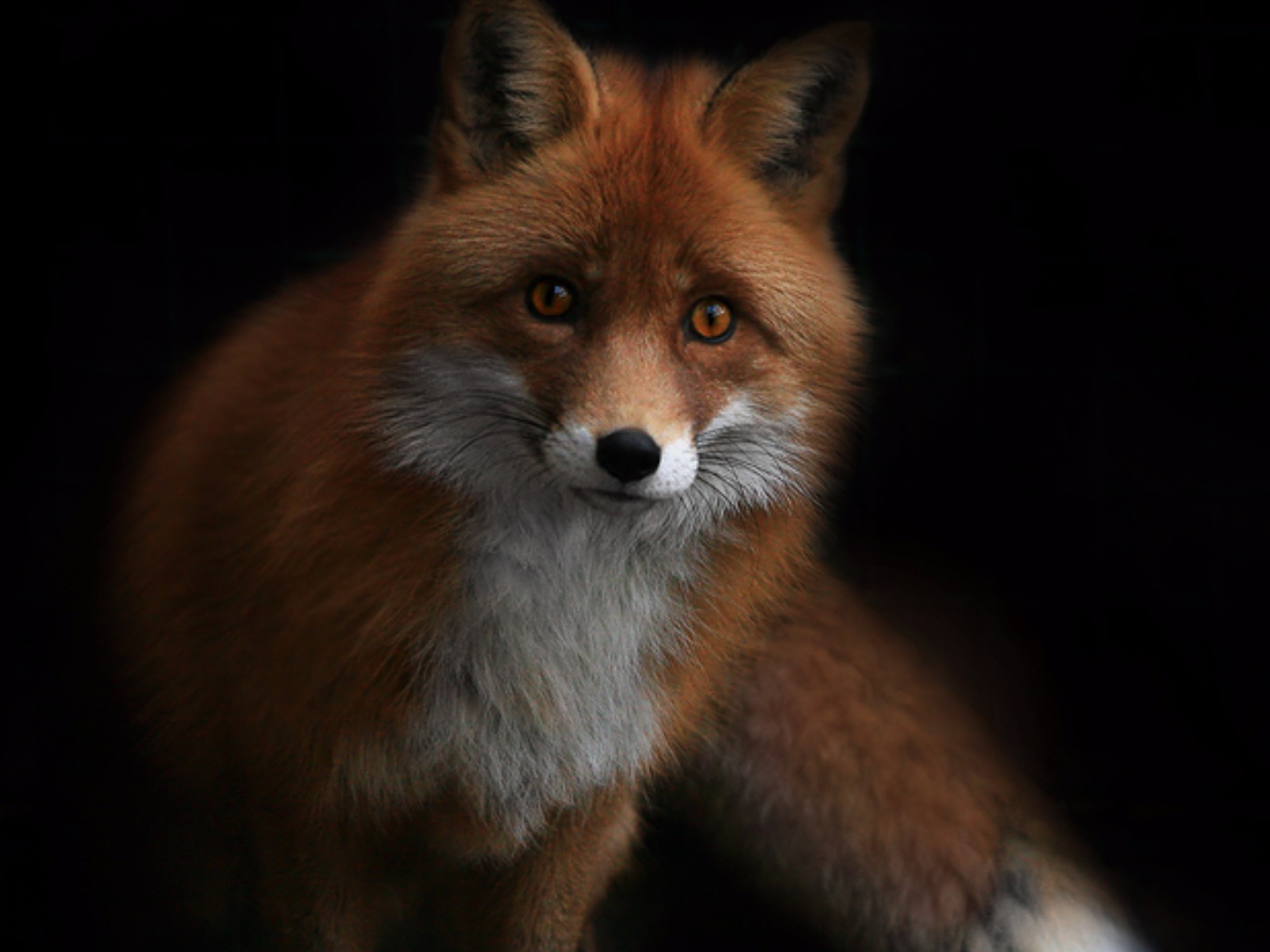 Download Red Fox Animal Fox Wallpaper