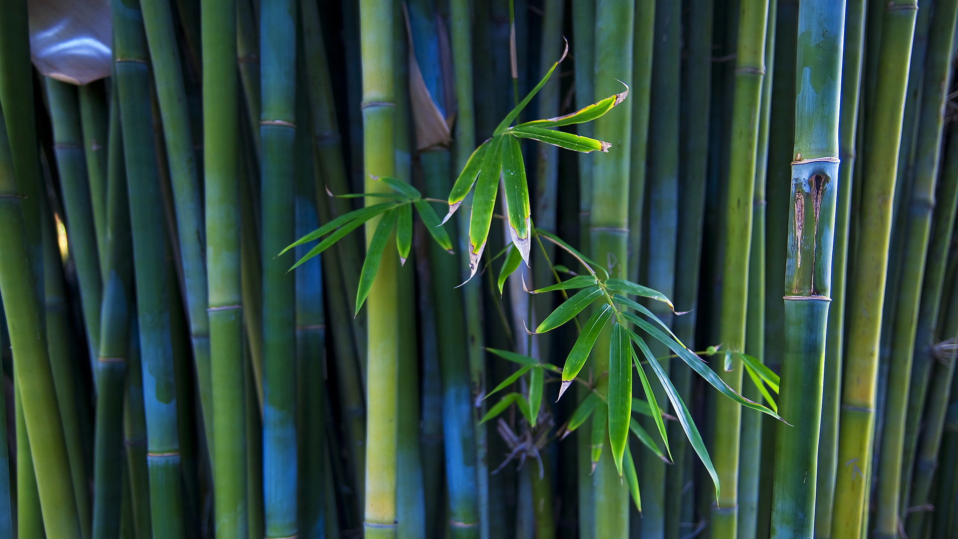 90+ Bamboo HD Wallpapers and Backgrounds