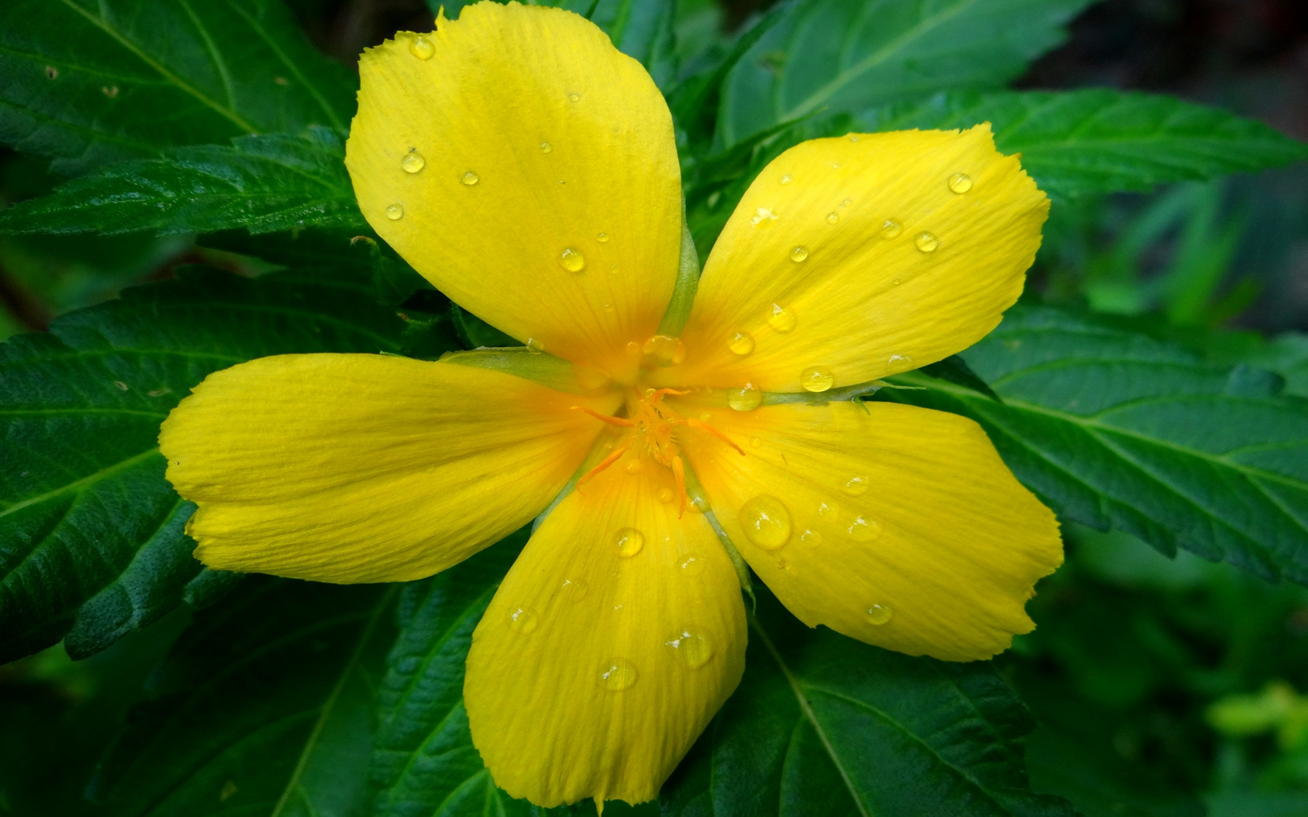 Download Yellow Flower Water Drop Closeup Nature Flower HD Wallpaper