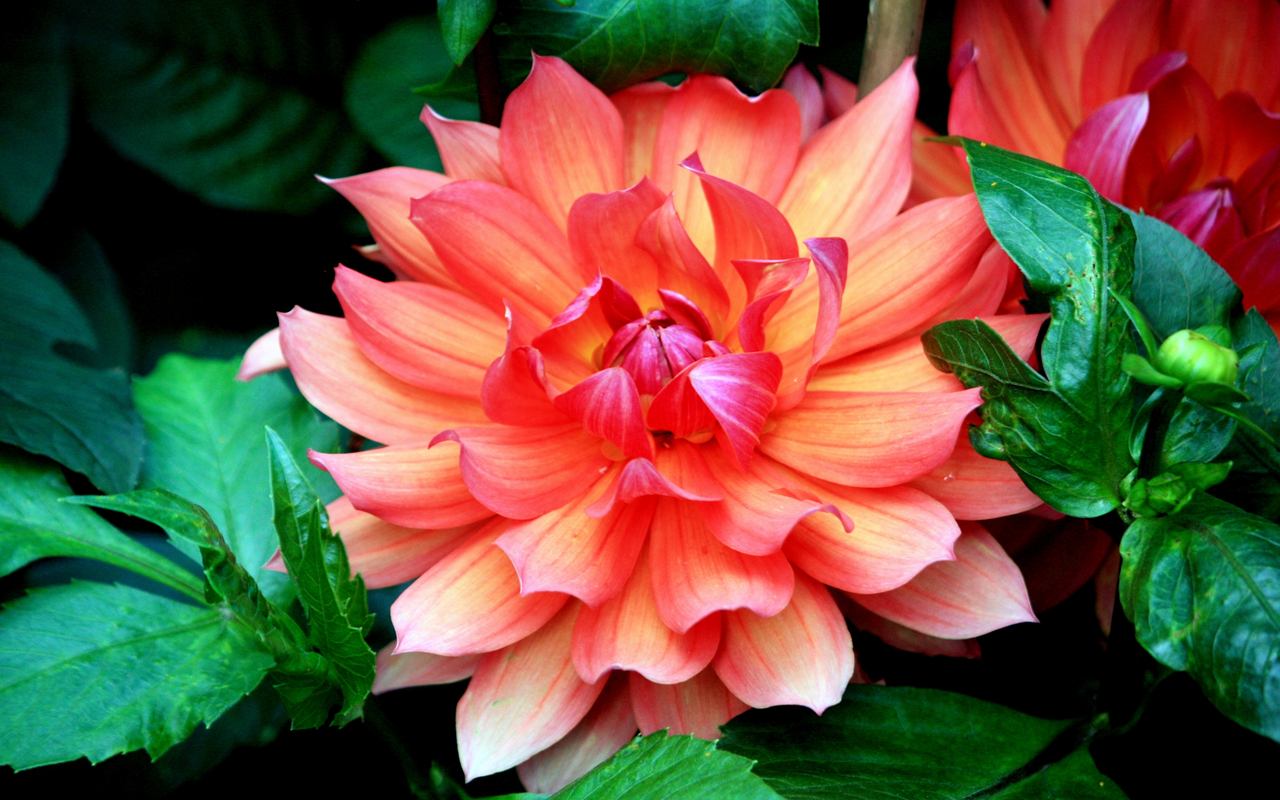 Beautiful Dahlia HD Wallpaper Background Image 2560x1600 ID