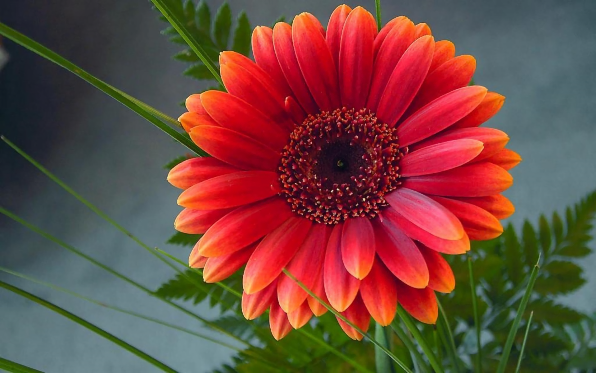 Download Red Flower Flower Nature Gerbera HD Wallpaper
