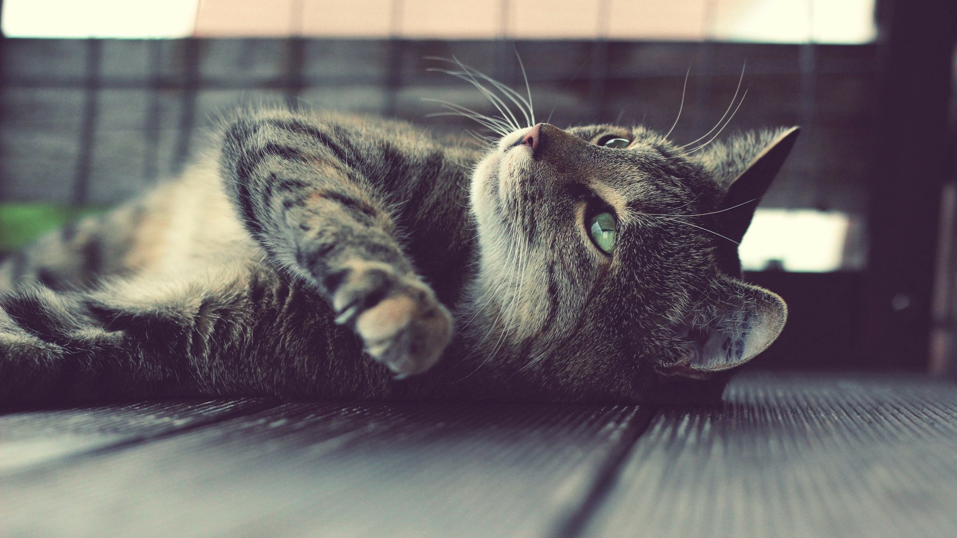 Gato 4k Ultra Fondo de pantalla HD Fondo de Escritorio 3840x2160 ID709354 Wallpaper Abyss