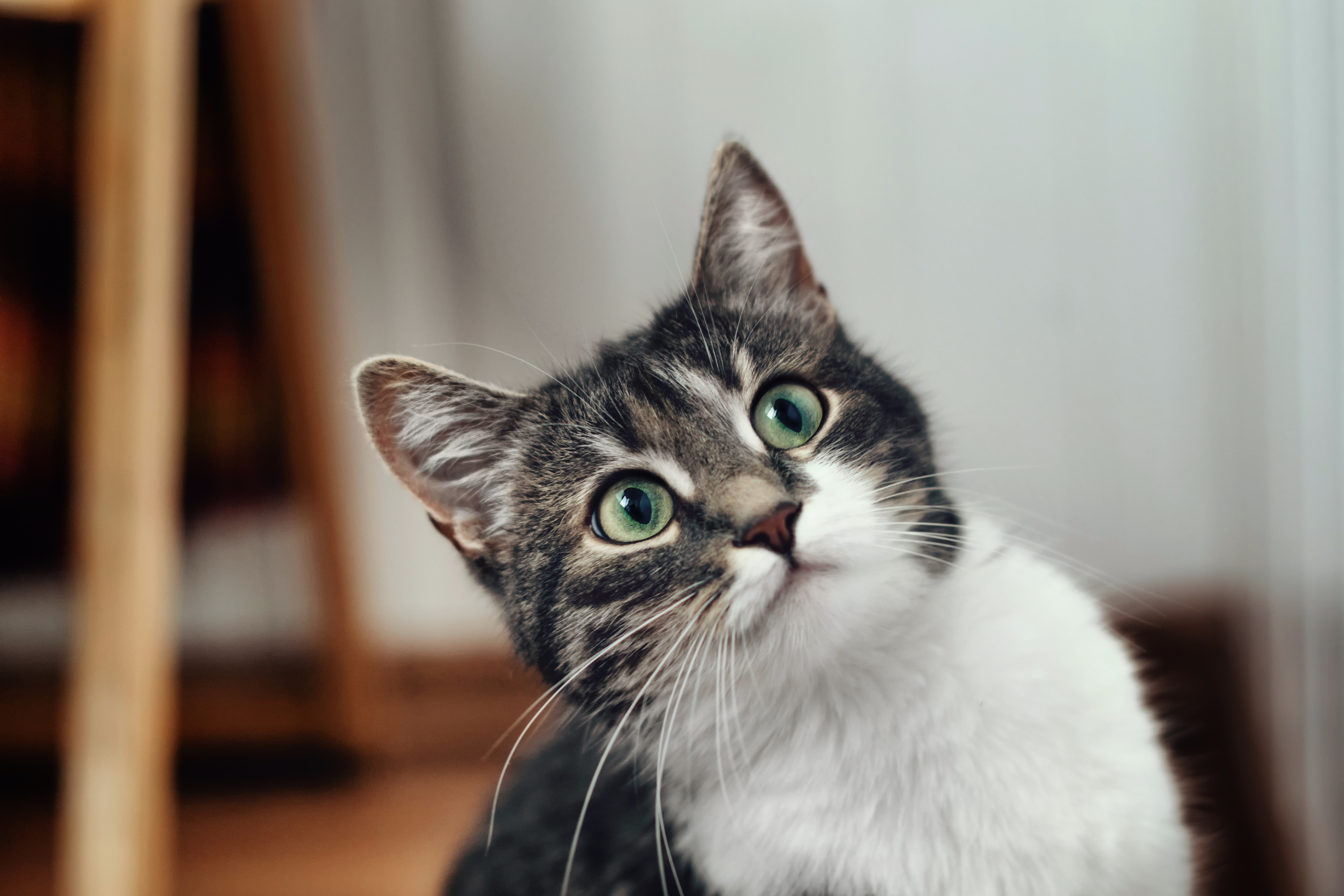 Gato 5k Retina Ultra Fondo de pantalla HD Fondo de