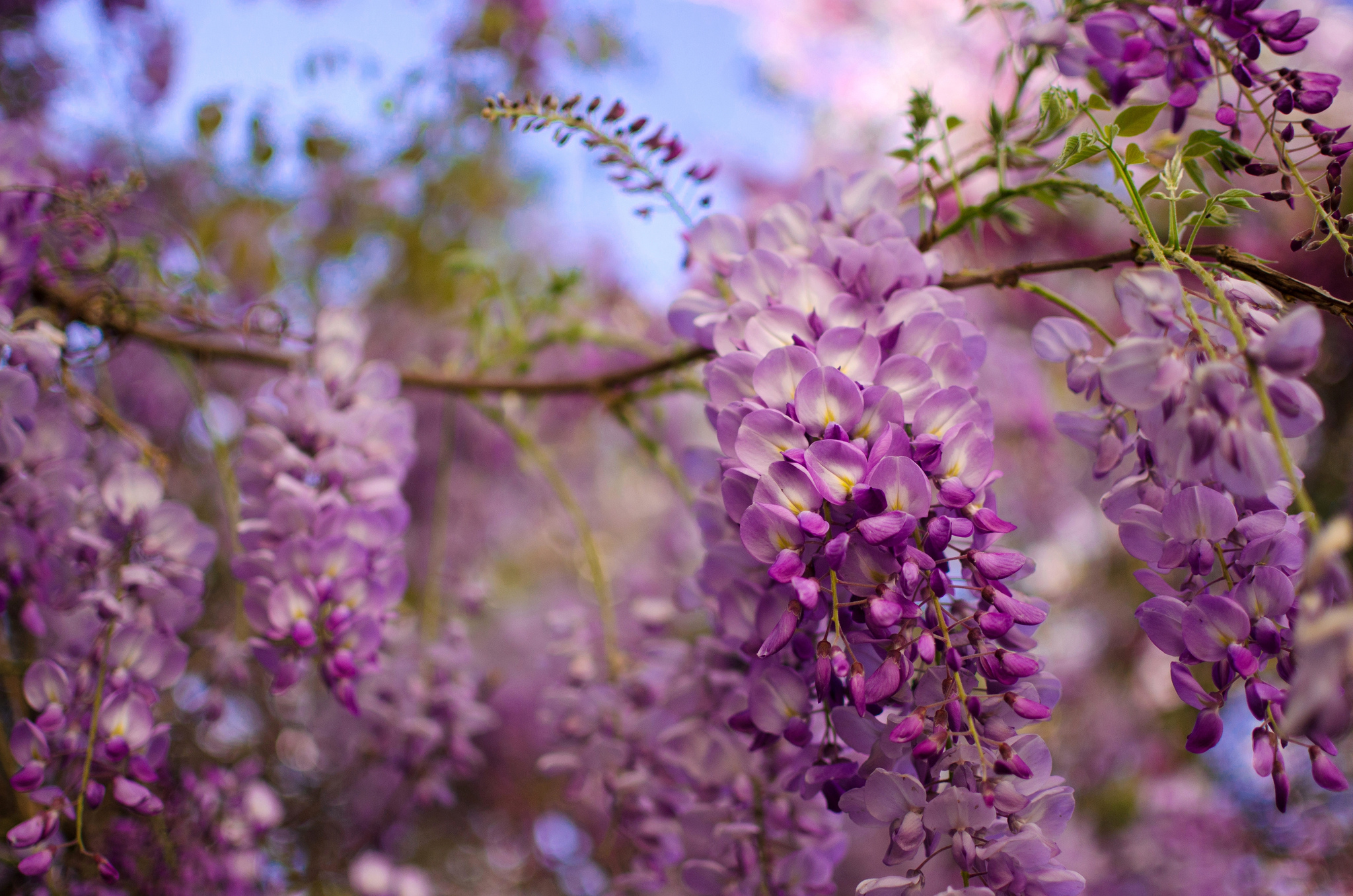Download Blur Branch Nature Purple Flower Flower Wisteria HD Wallpaper