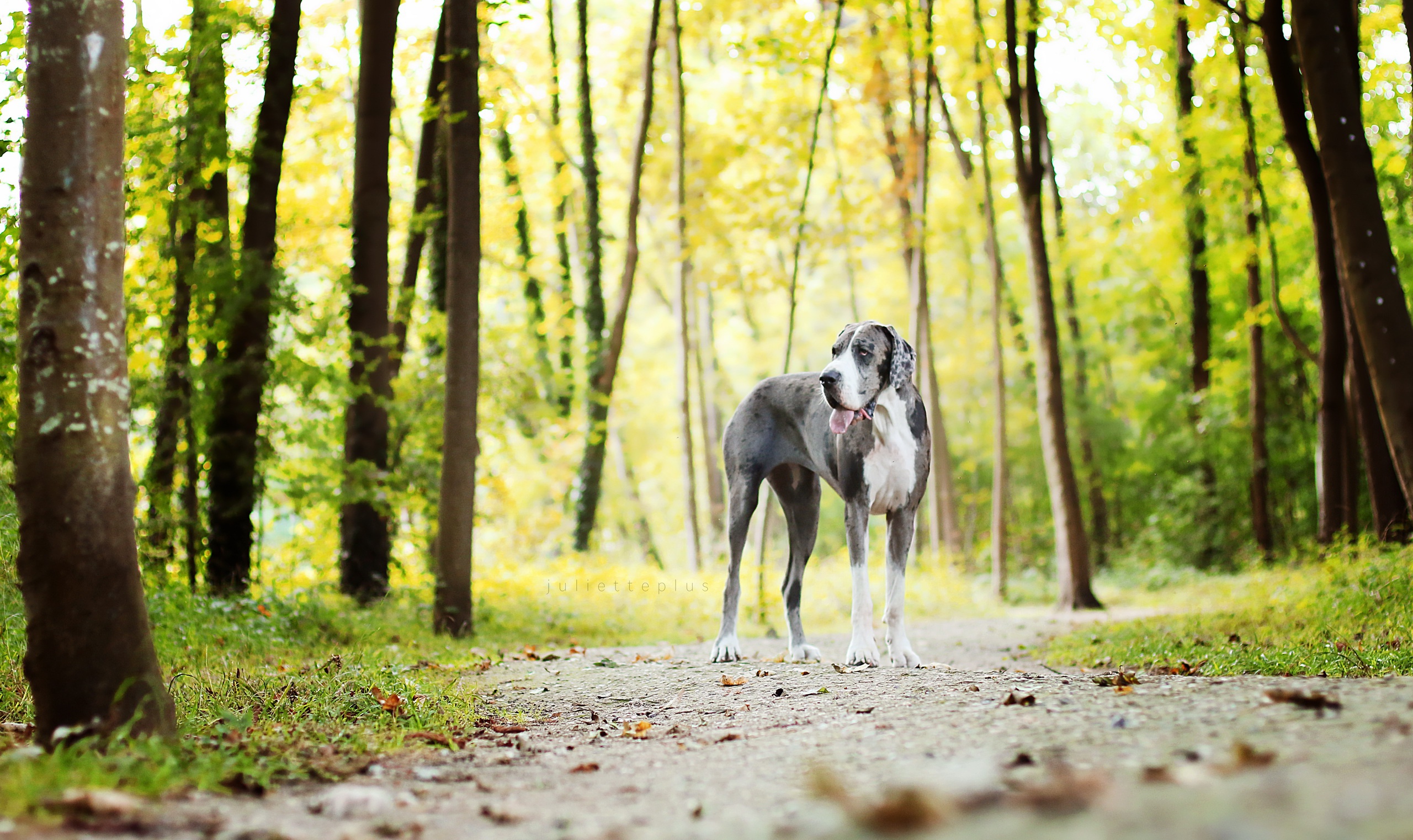 Download Path Forest Dog Animal Great Dane HD Wallpaper