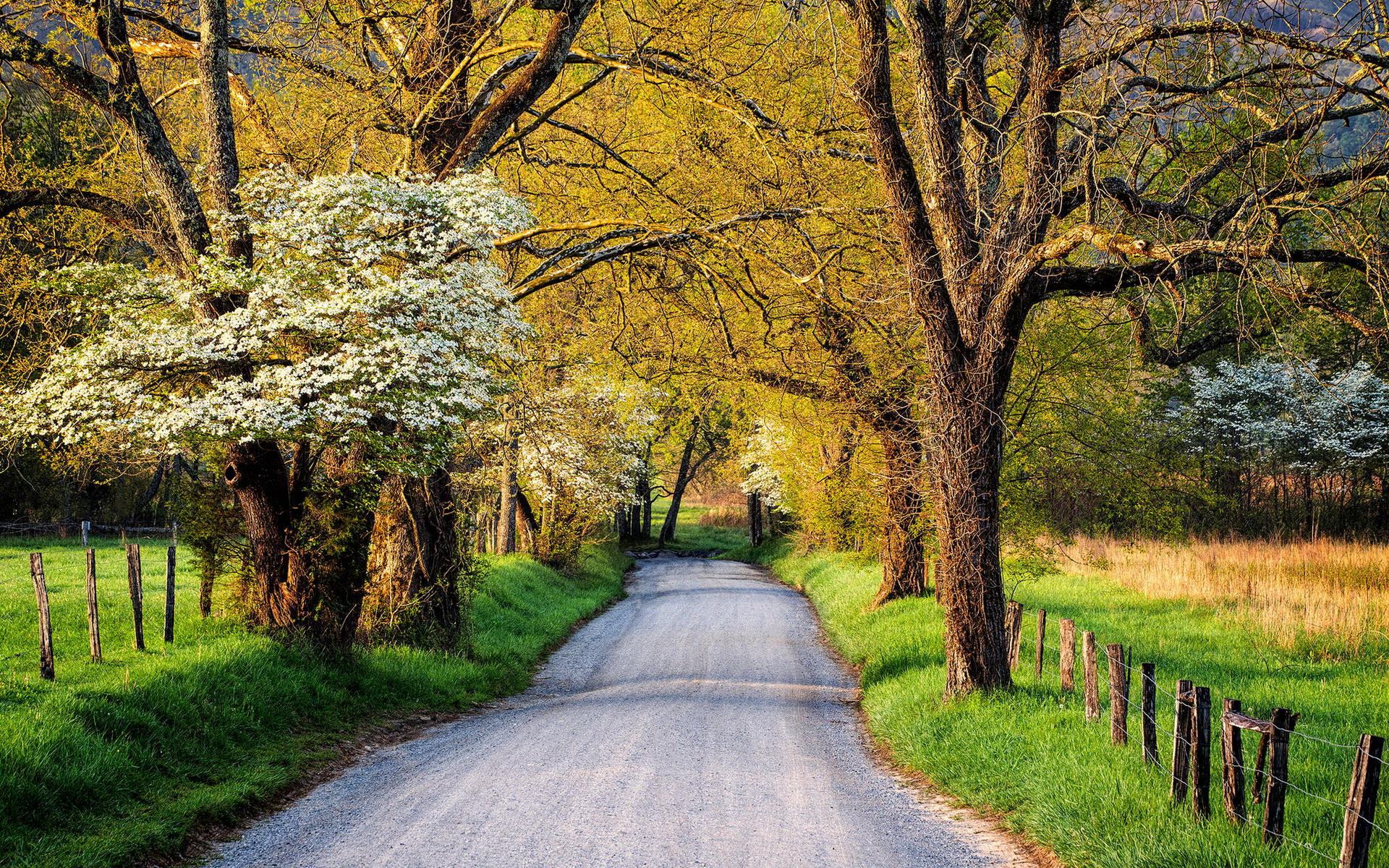 Country Road in Springtime HD Wallpaper Background Image 1920x1200