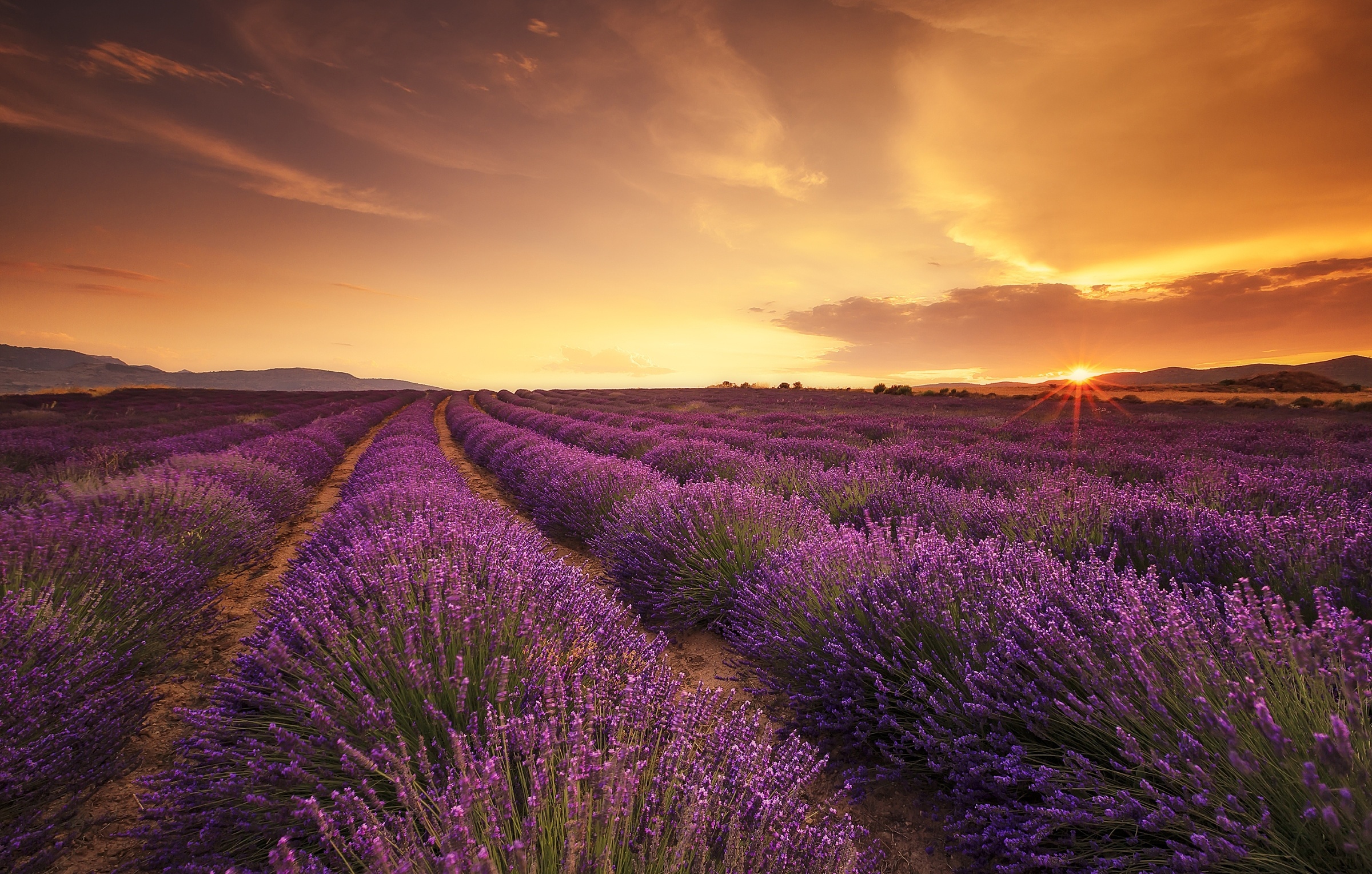 Lavender HD Wallpaper Background Image 2400x1528