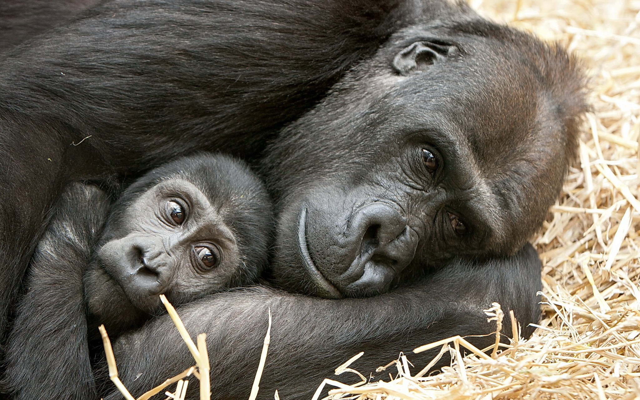 Download Primate Monkey Baby Animal Love Animal Gorilla HD Wallpaper
